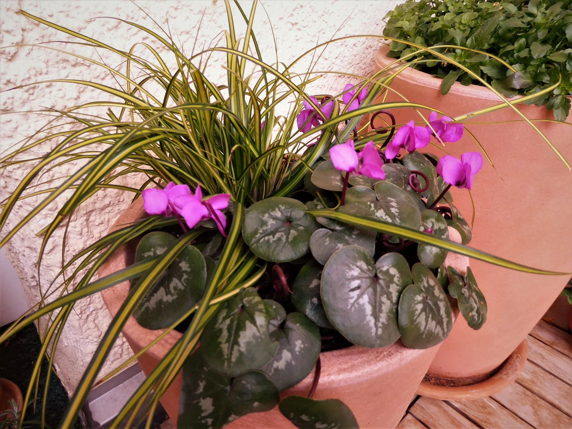 P1170043.webp