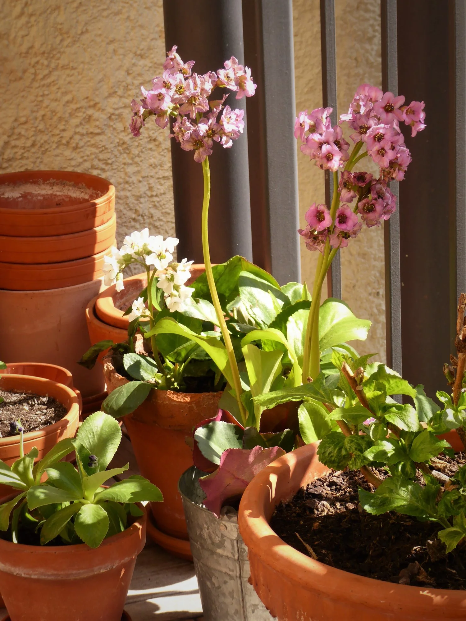 P1170149.webp