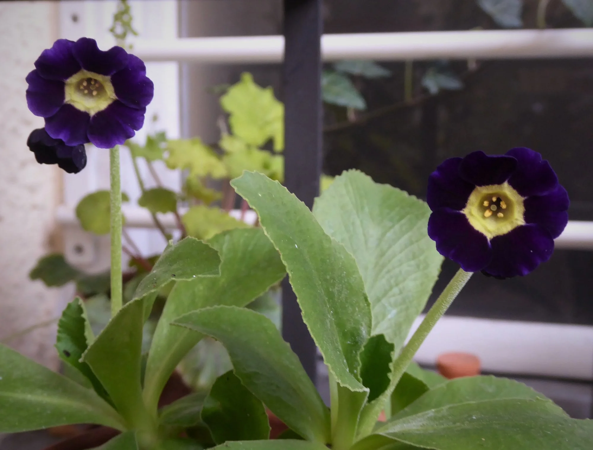 P1170179.webp