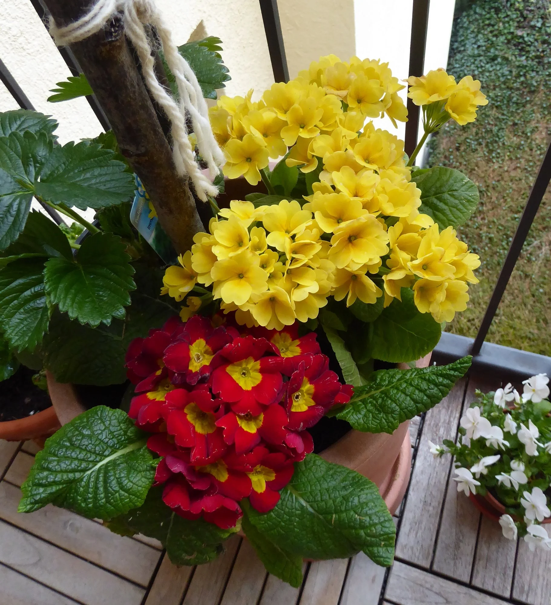 P1170184.webp