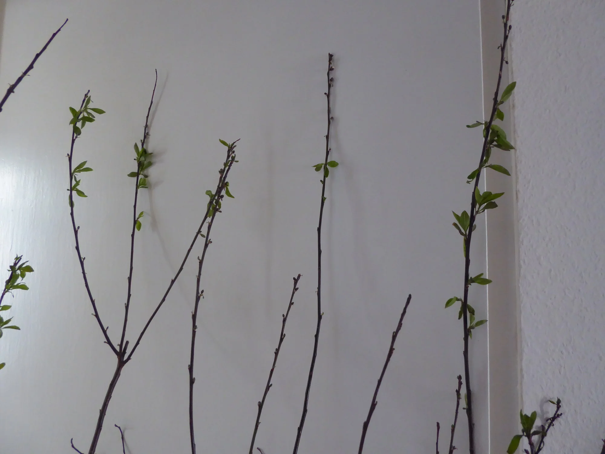P1170256.webp