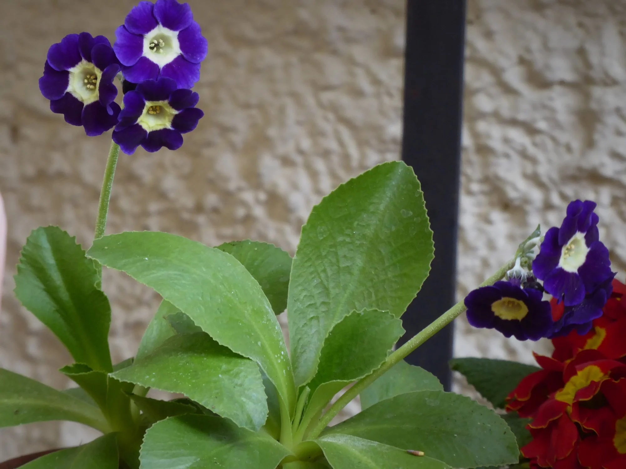 P1170270.webp