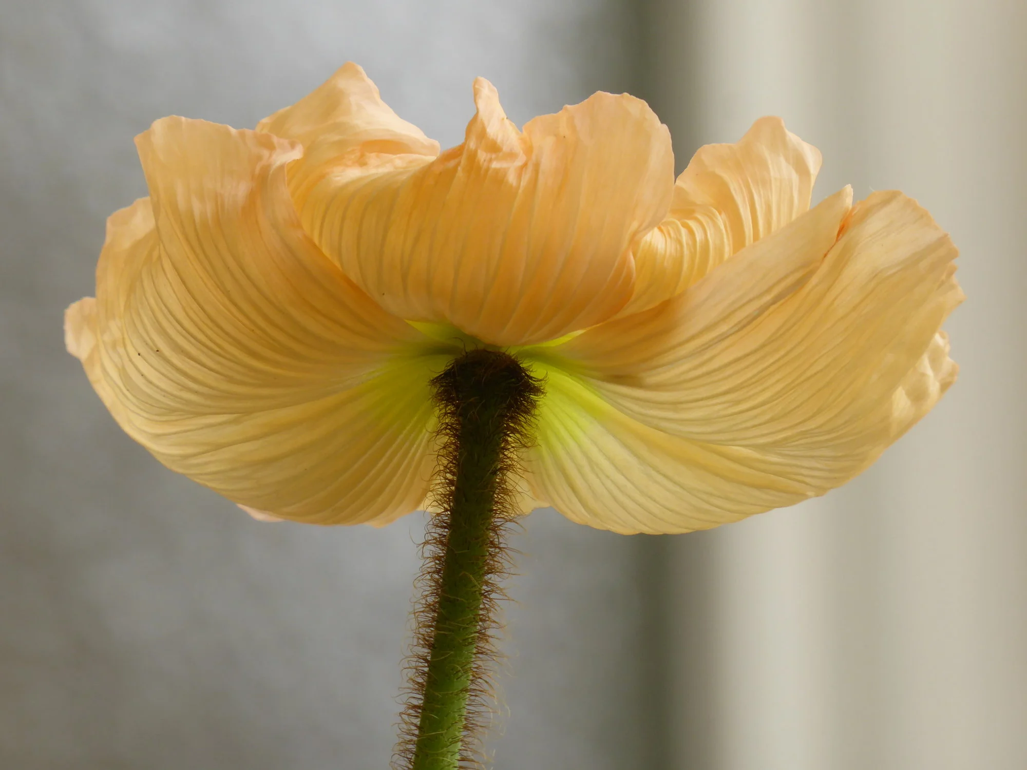 P1170272.webp