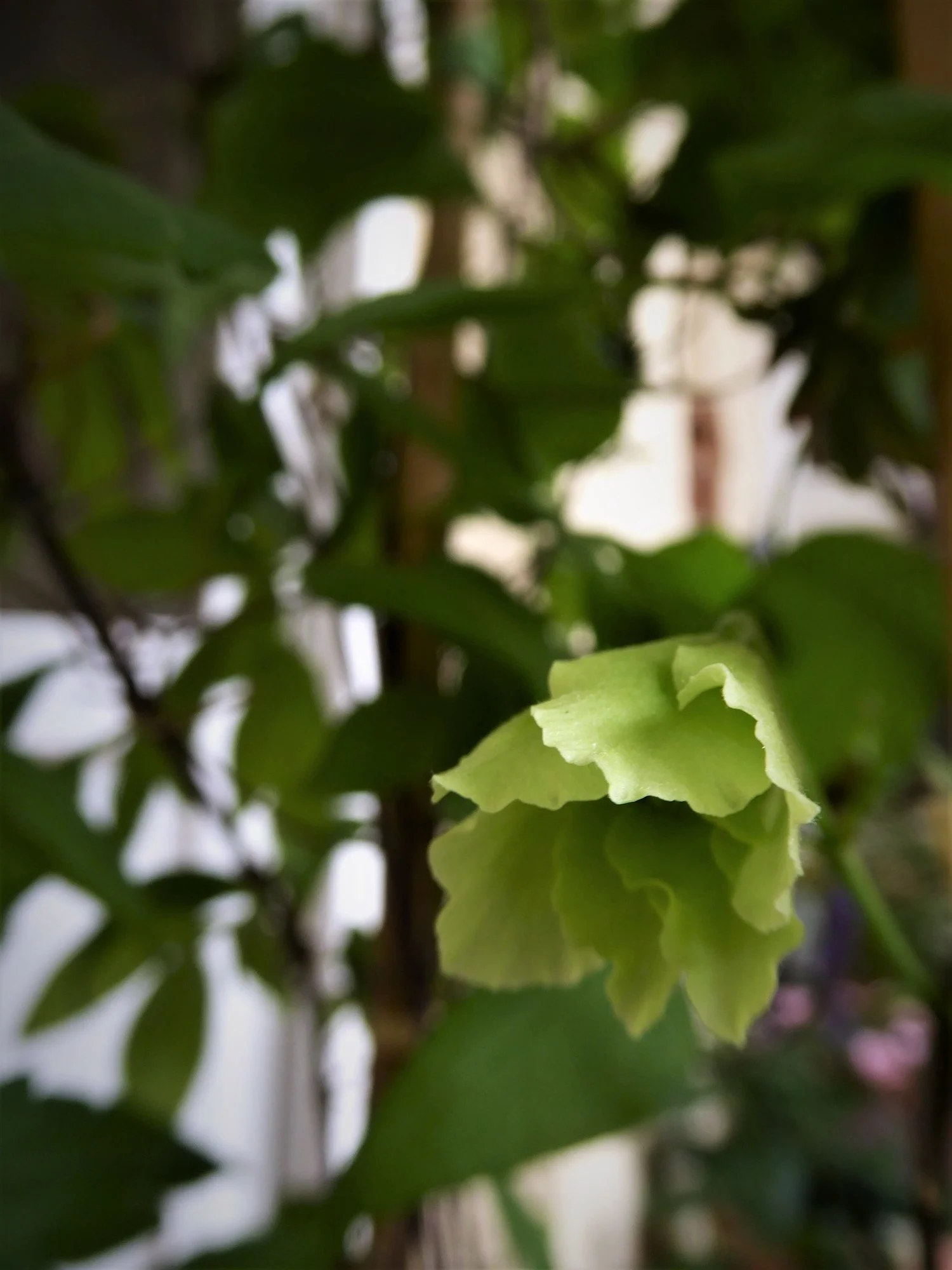 P1170285.webp