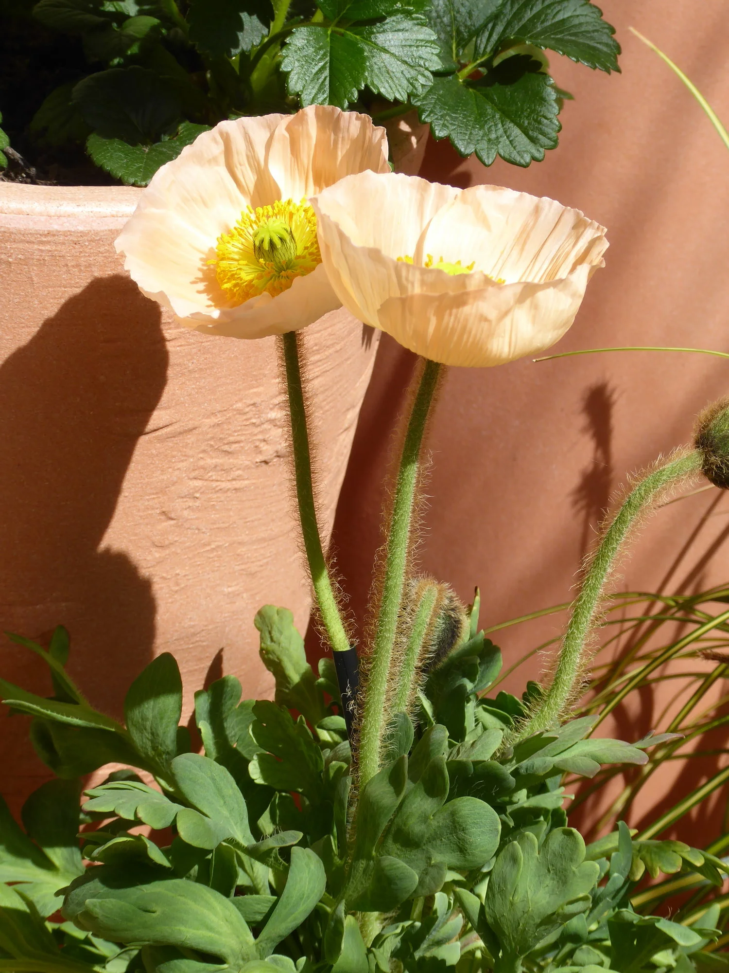 P1170305.webp