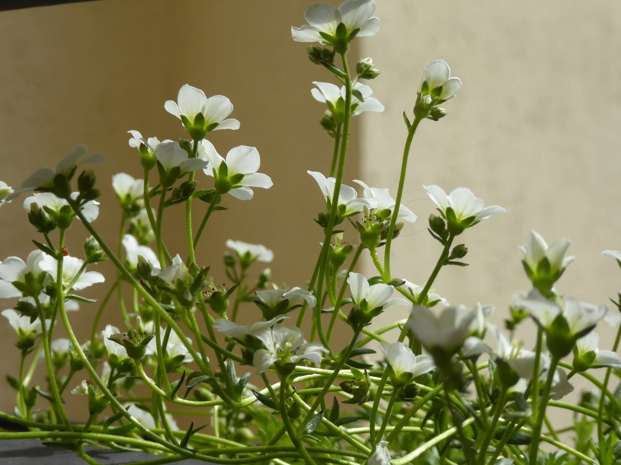 P1170318.webp