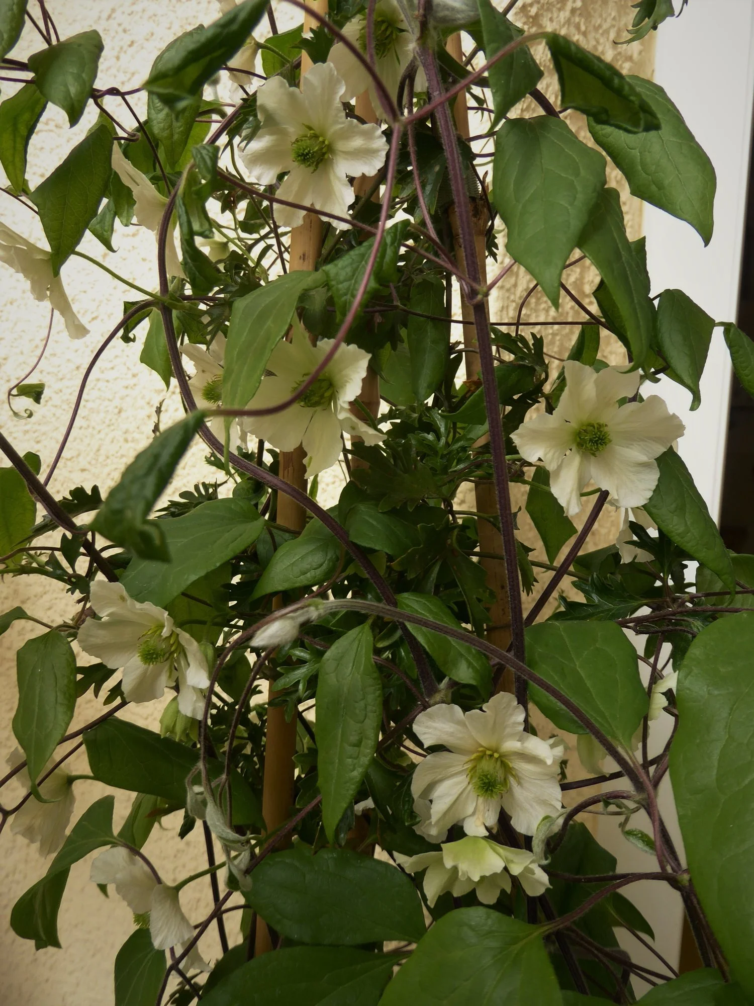 P1170345.webp
