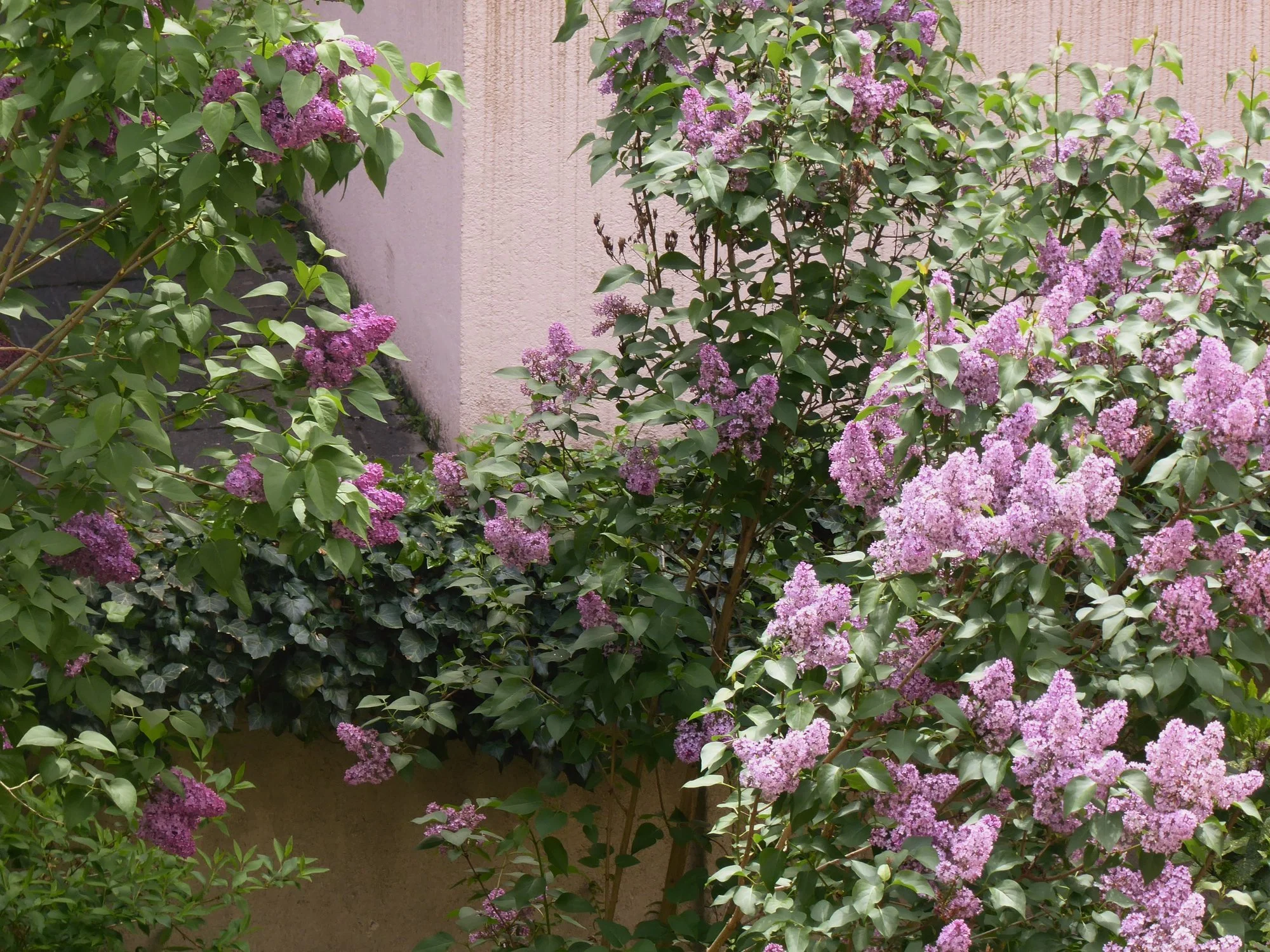 P1170443.webp