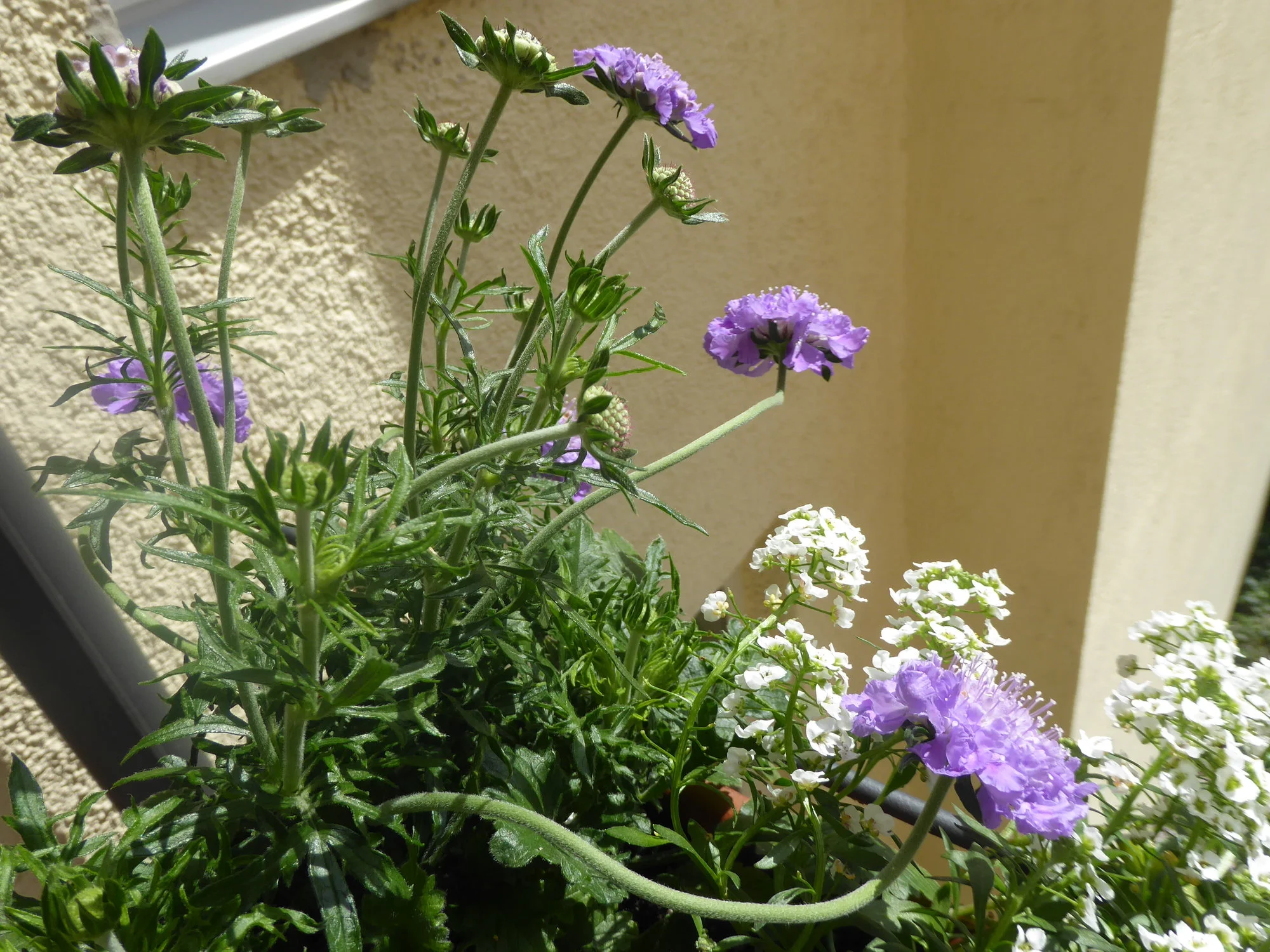 P1170445.webp