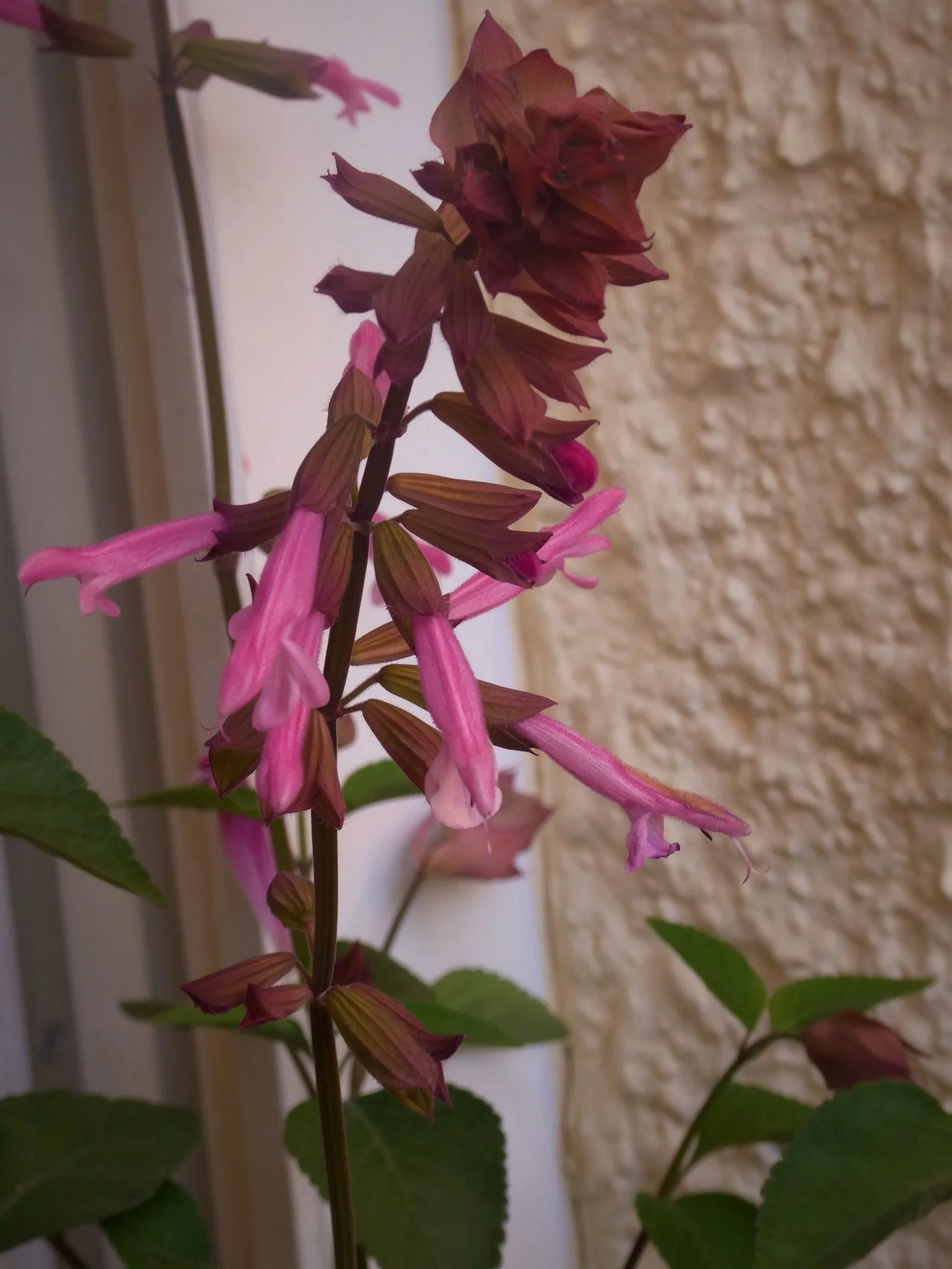 P1170536.webp