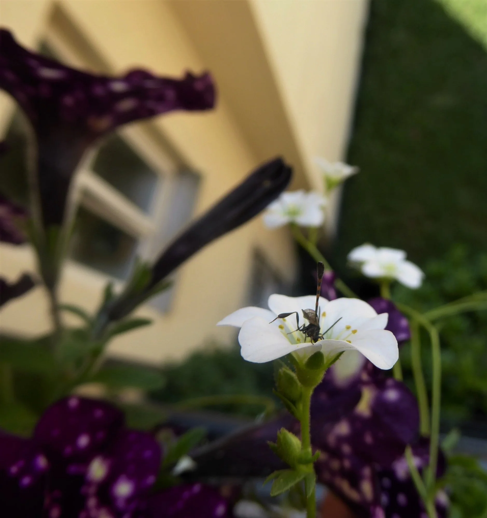 P1170686 (2).webp
