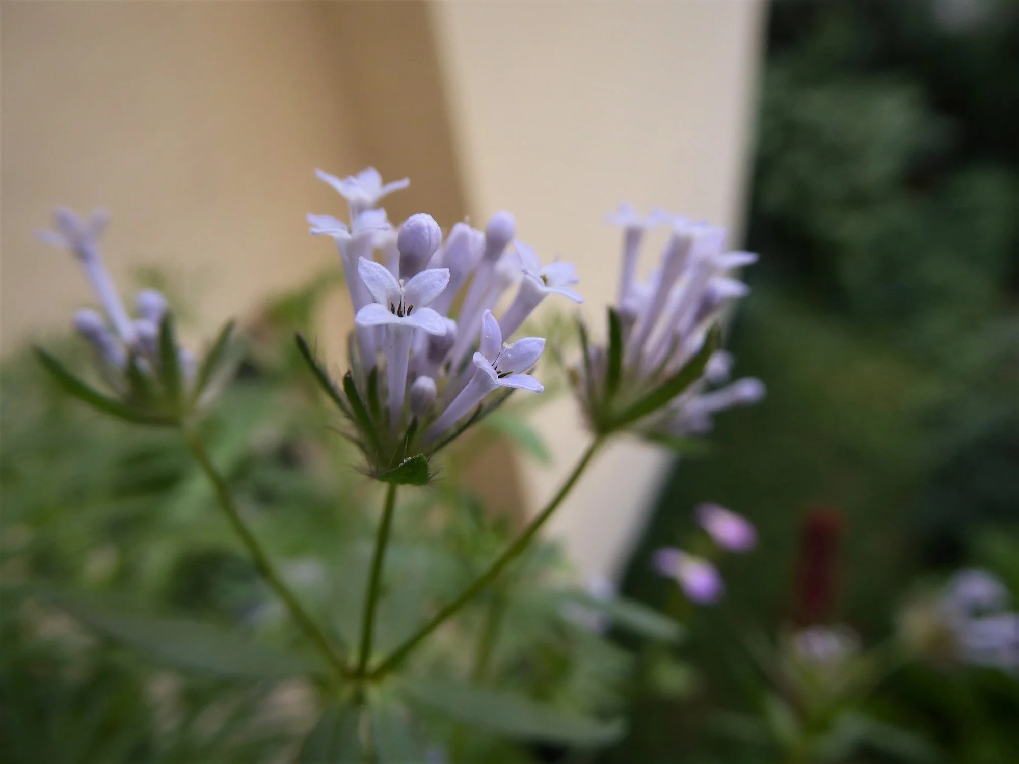 P1170797.webp