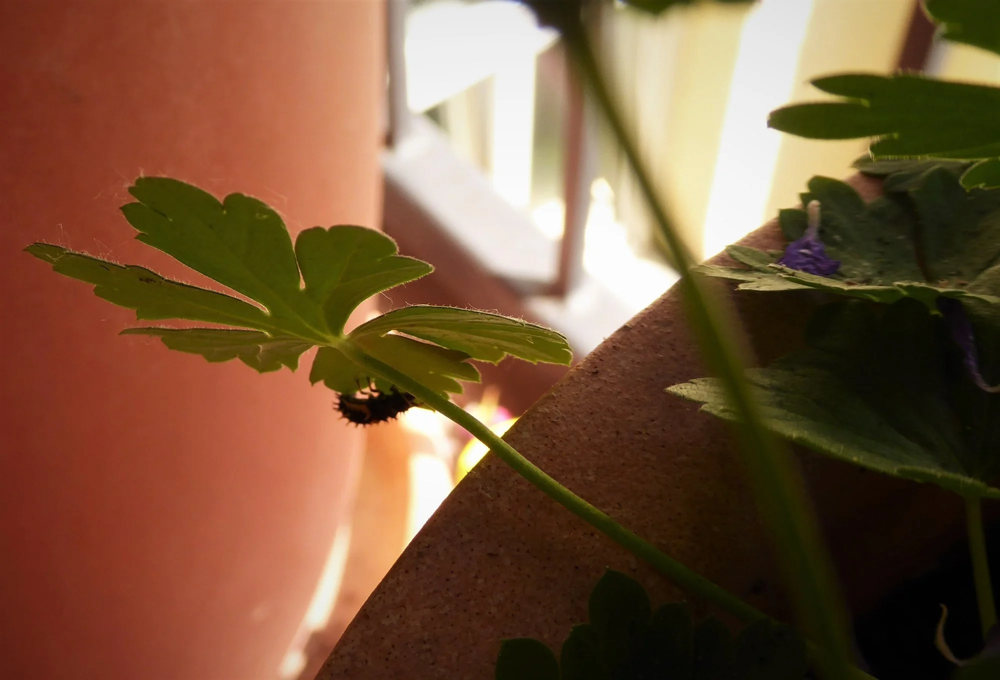 P1170826.webp