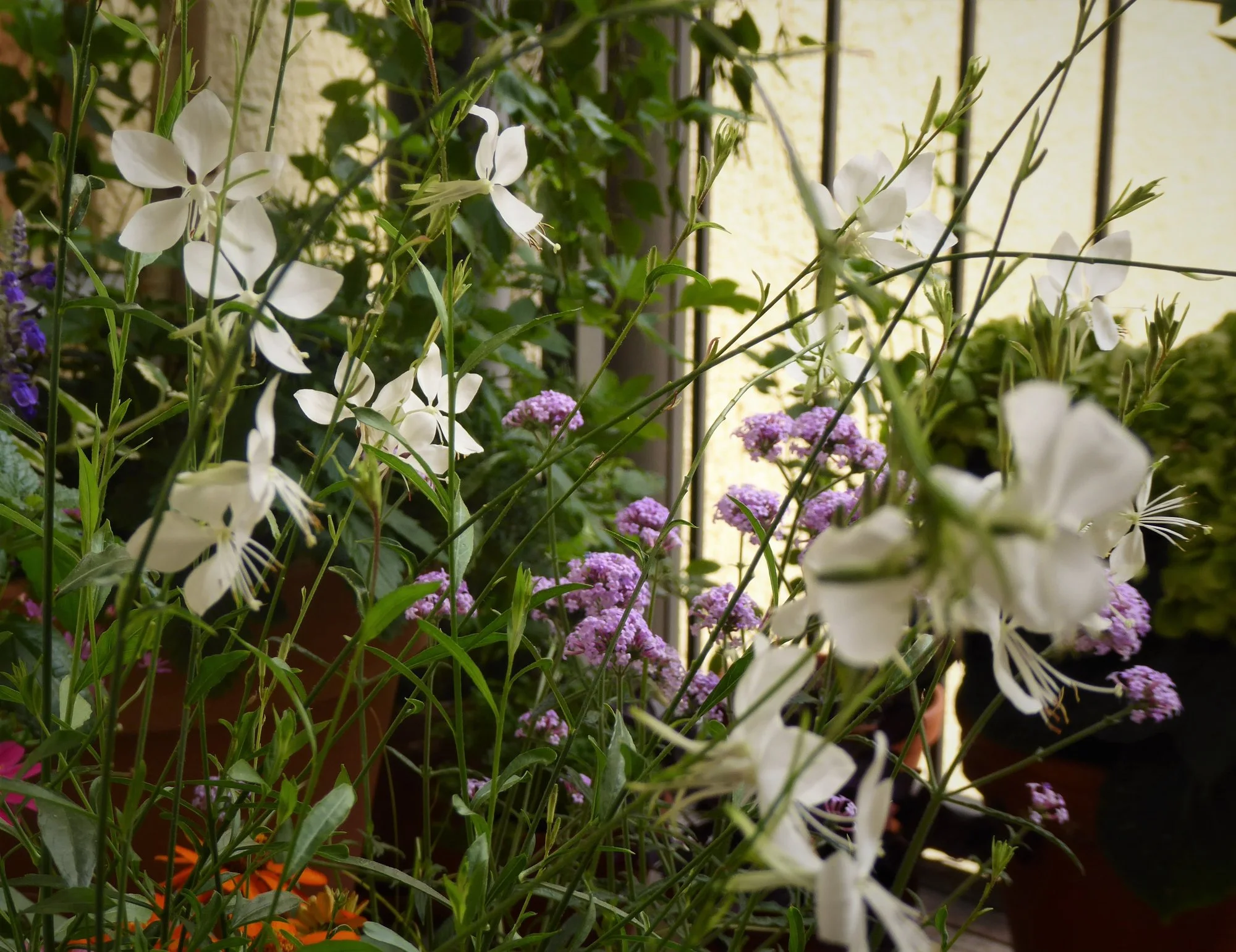 P1180214.webp