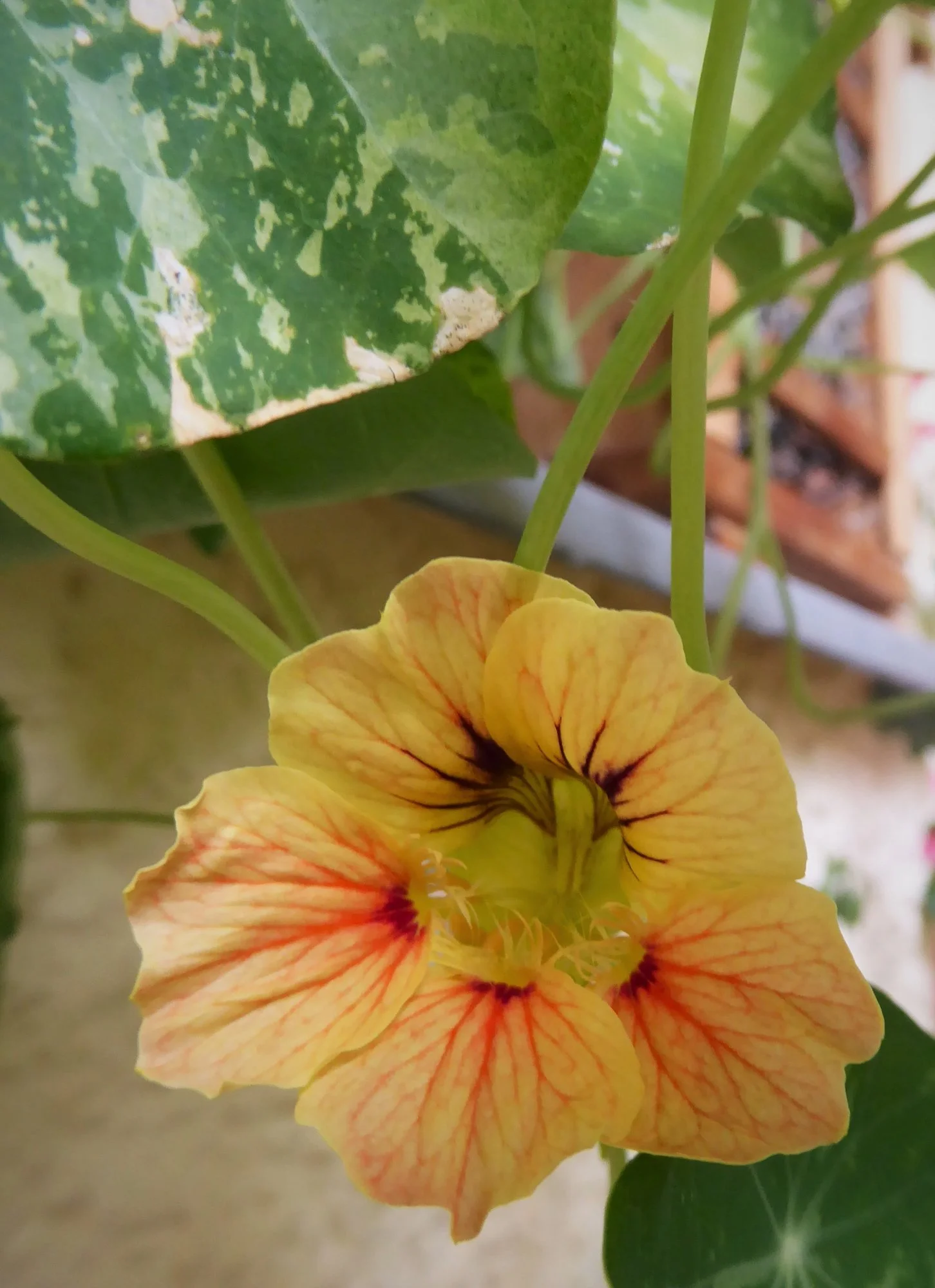 P1180281.webp