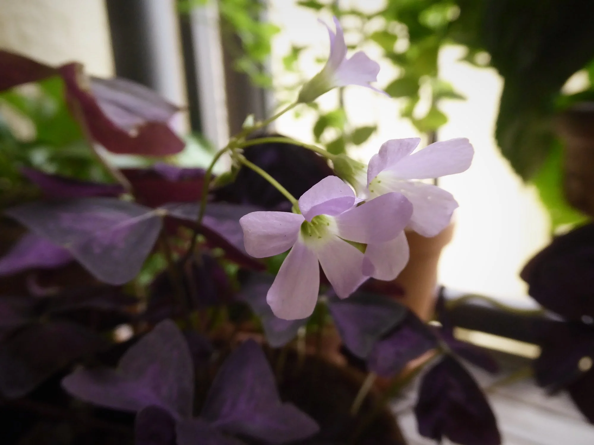 P1180282 (1).webp