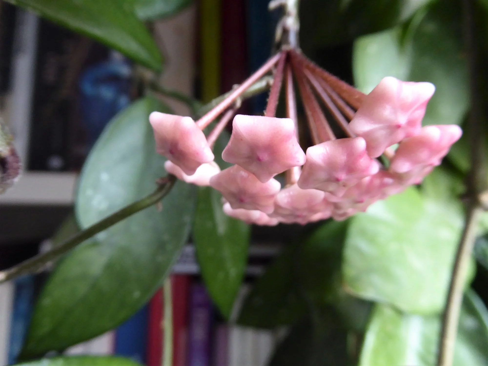 P1180287.webp