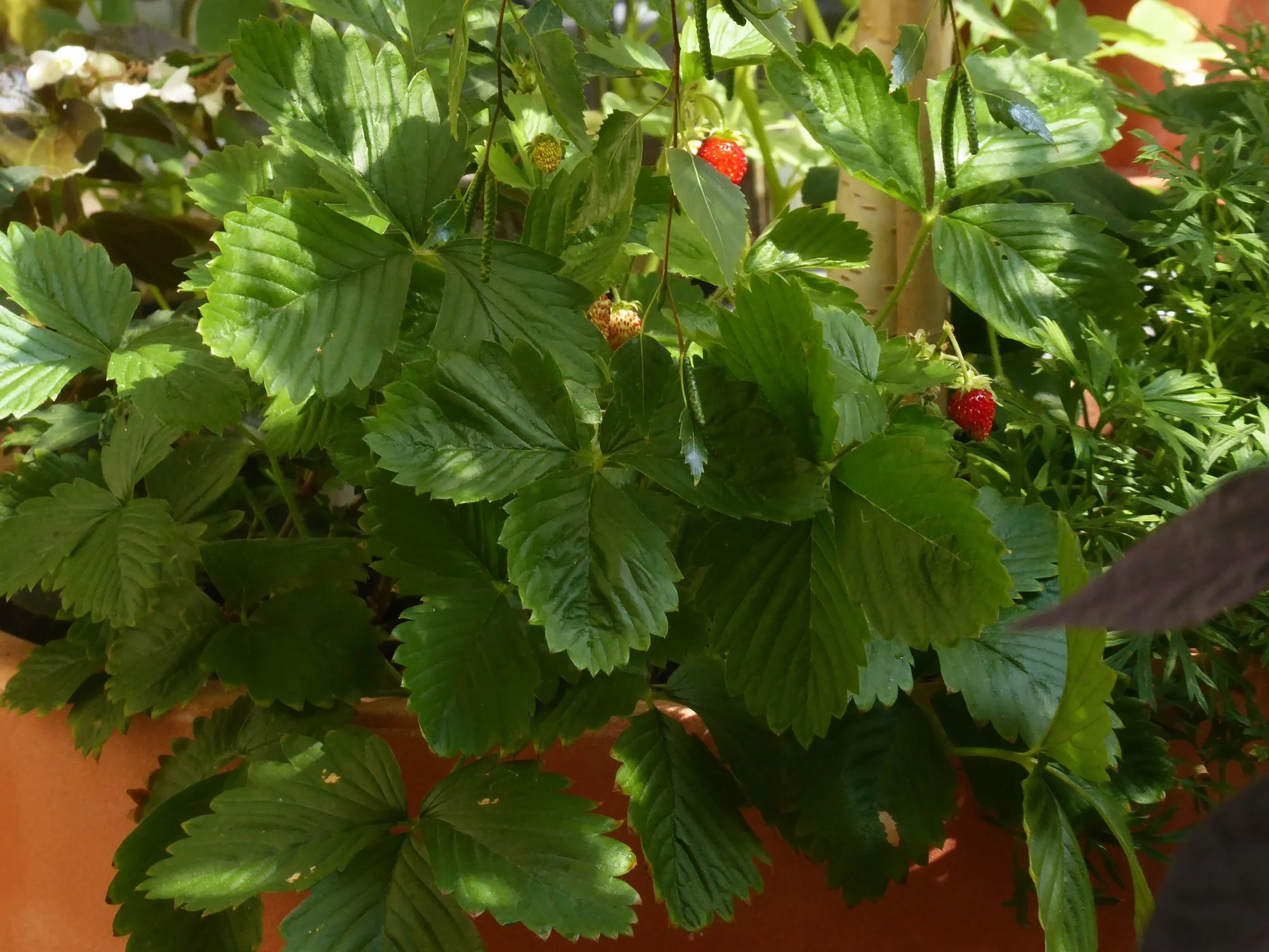 P1180410.webp