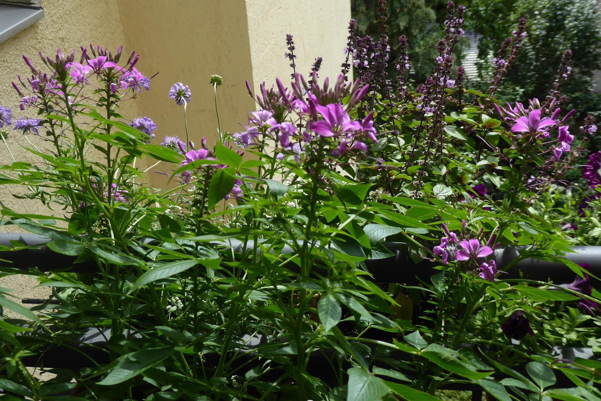 P1180477.webp