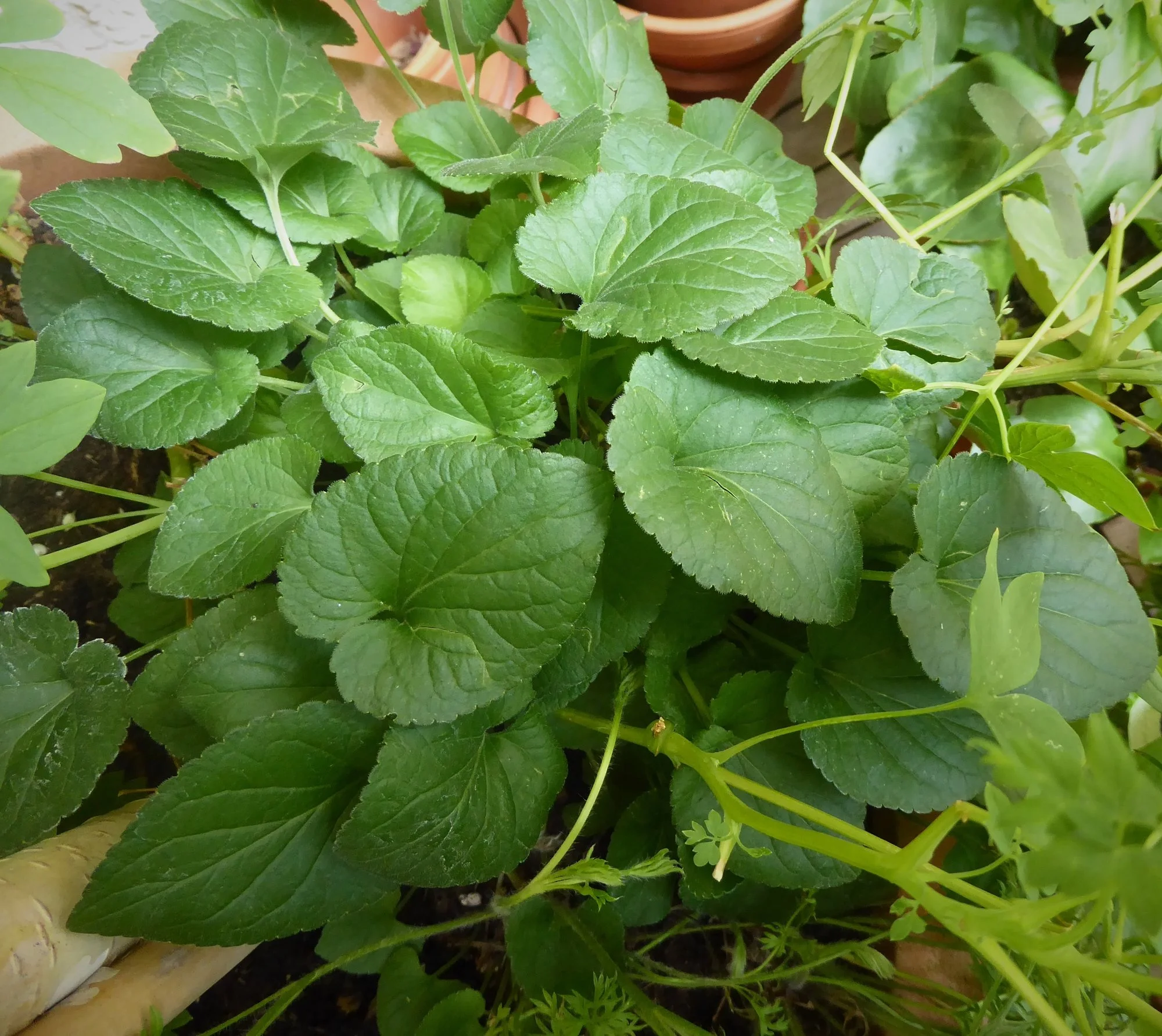 P1180483.JPG
