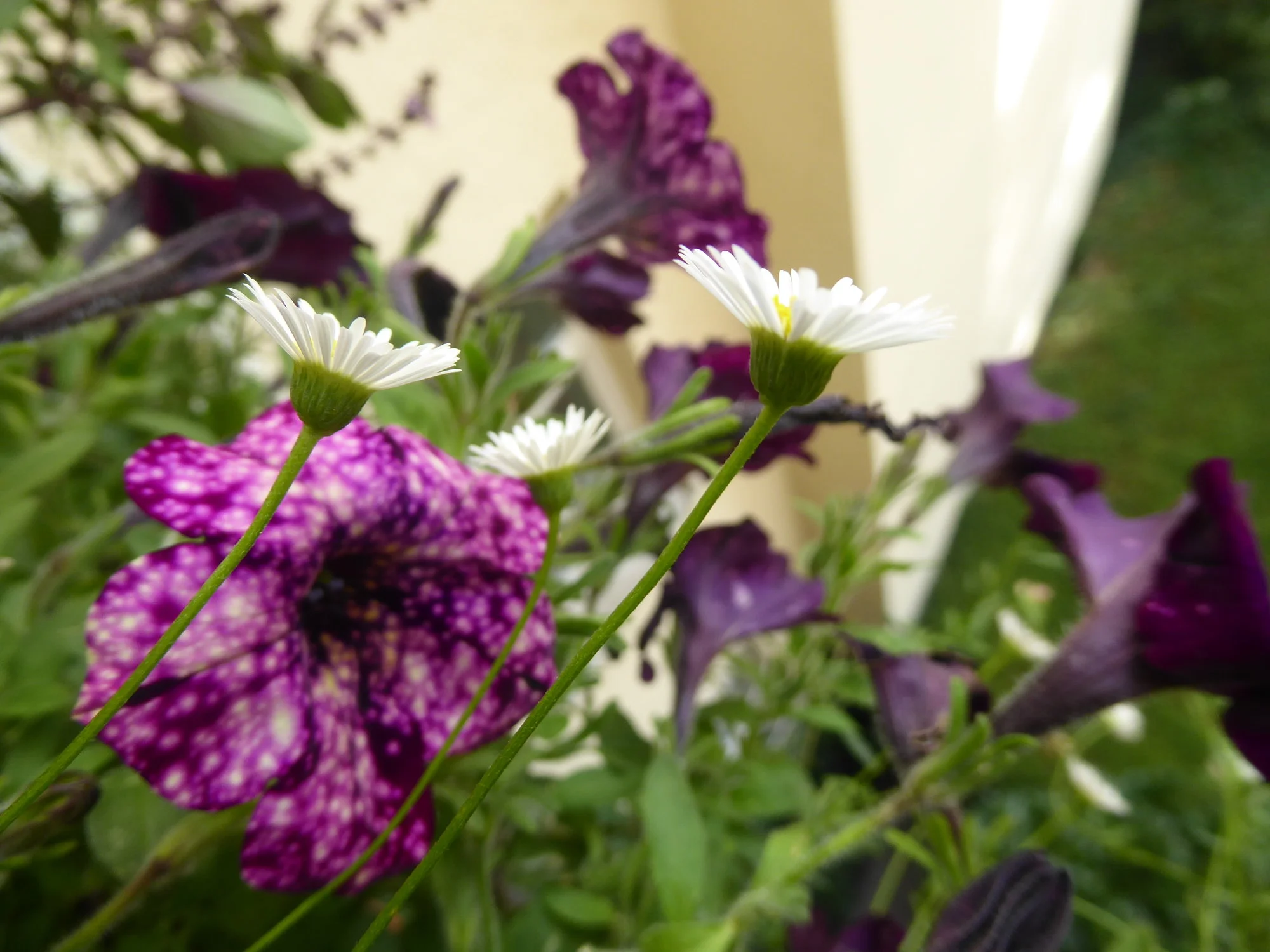 P1180529.webp