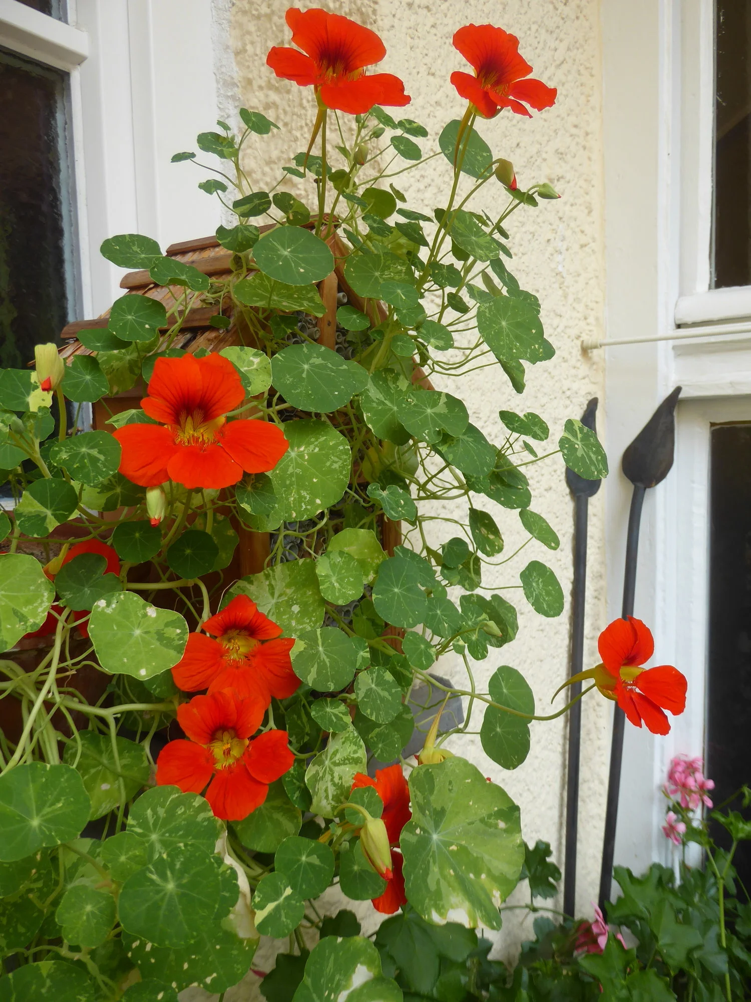 P1180534.webp