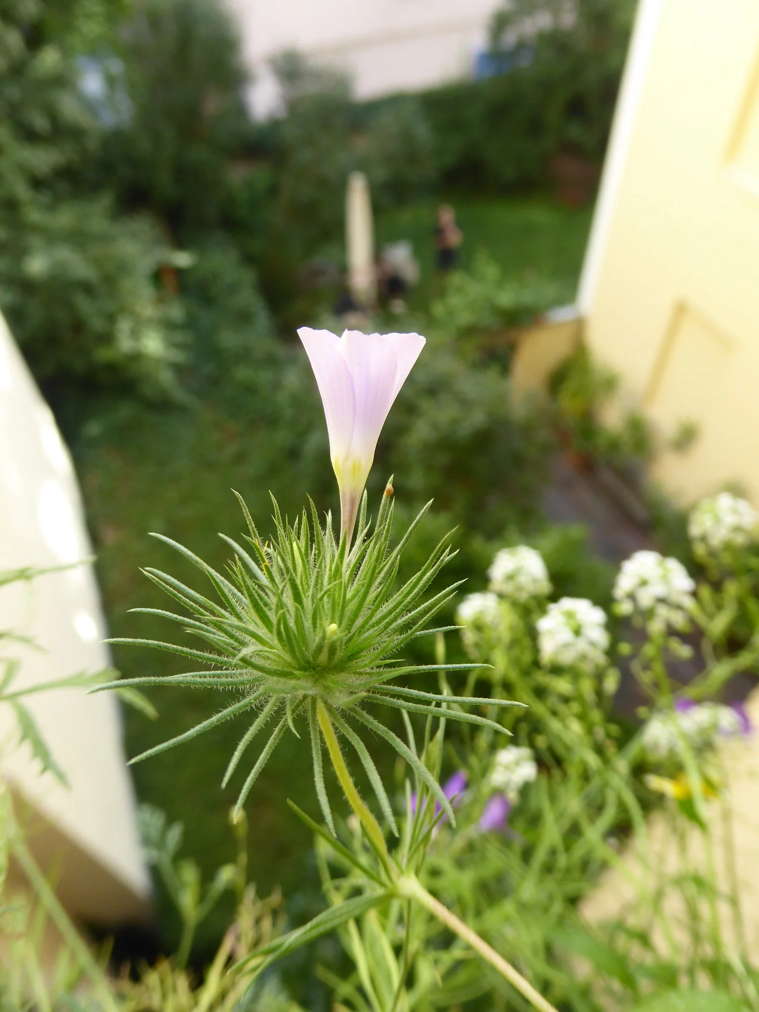 P1180537.webp