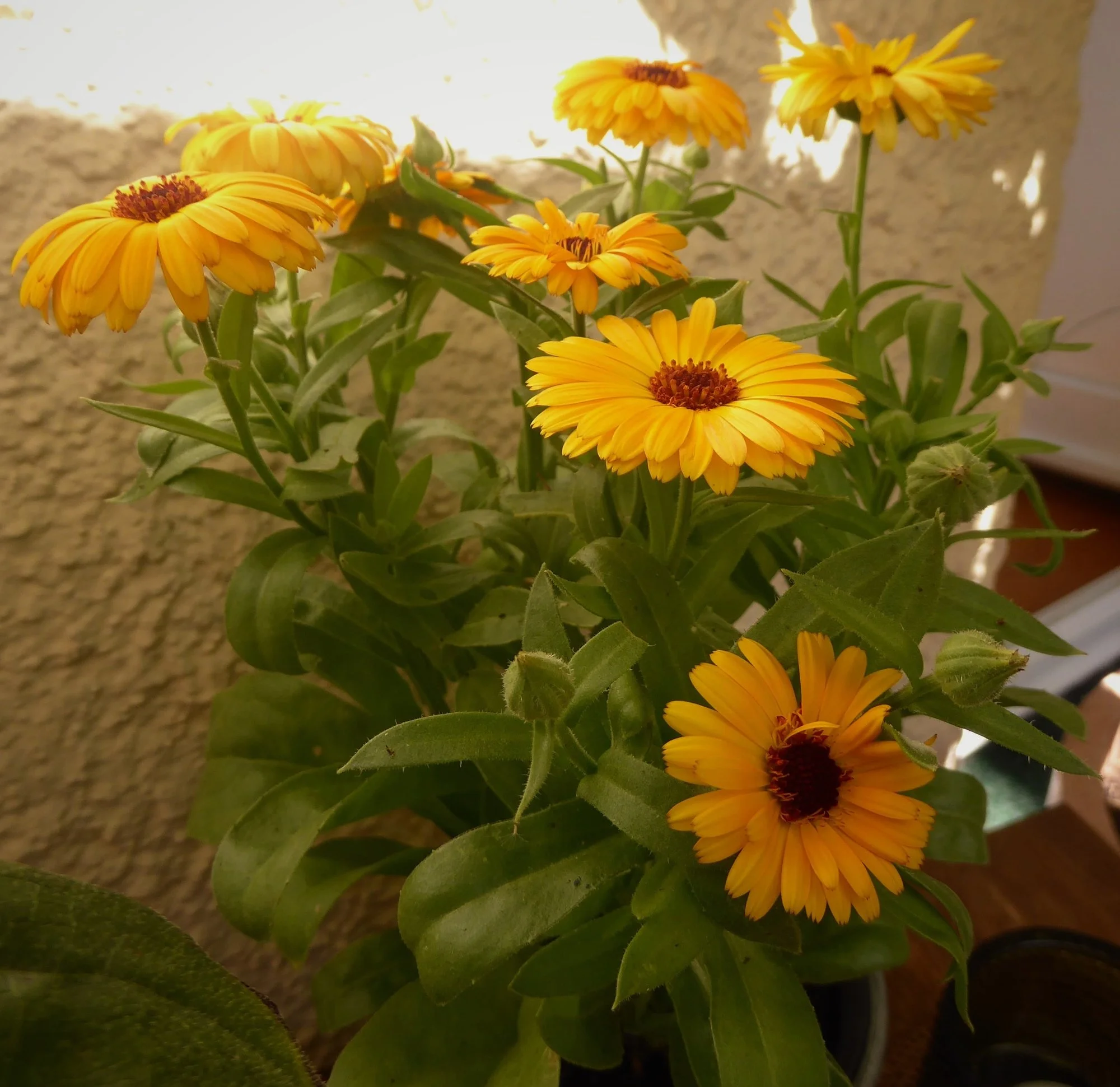 P1180652.webp
