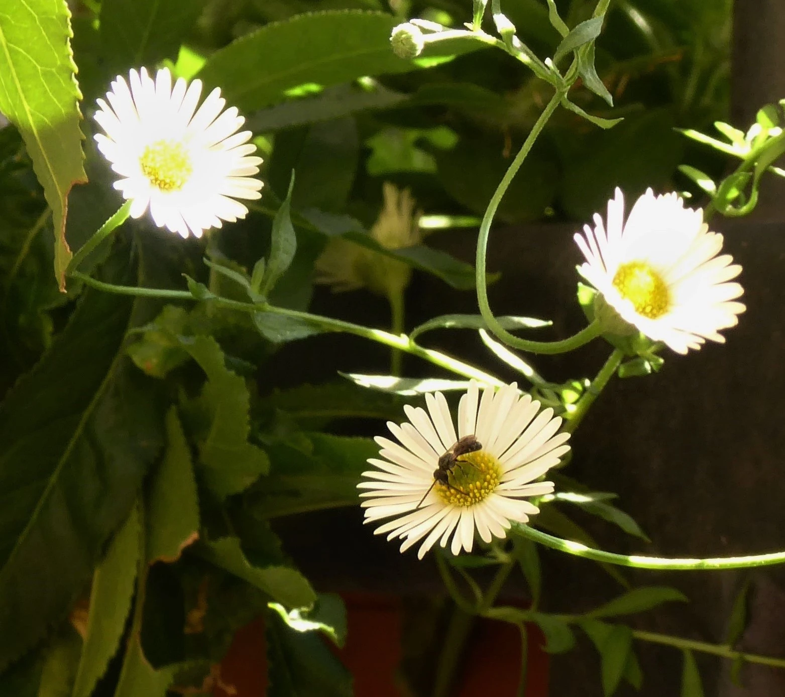 P1180738.webp