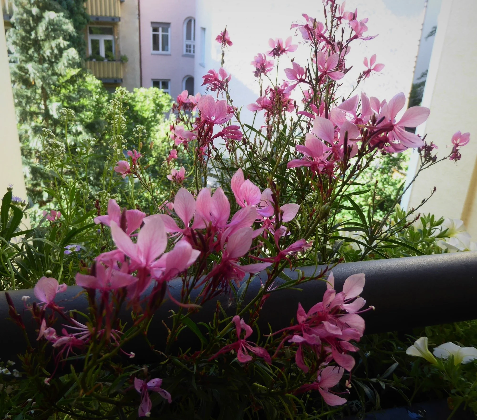 P1180746.webp