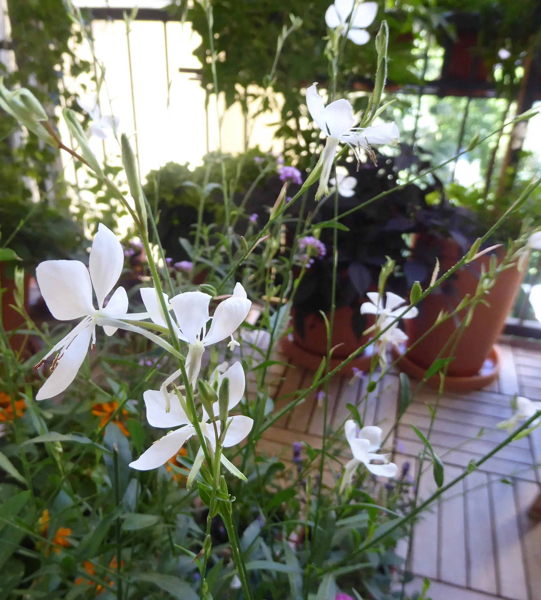P1180750.webp