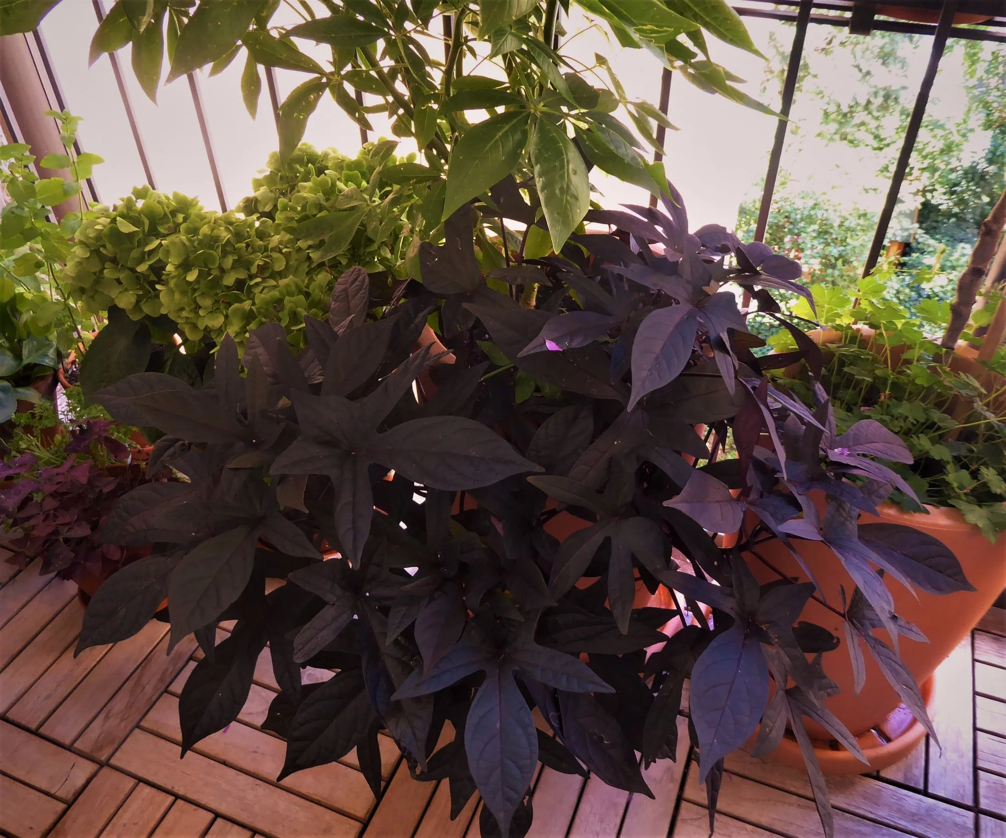 P1180759.webp