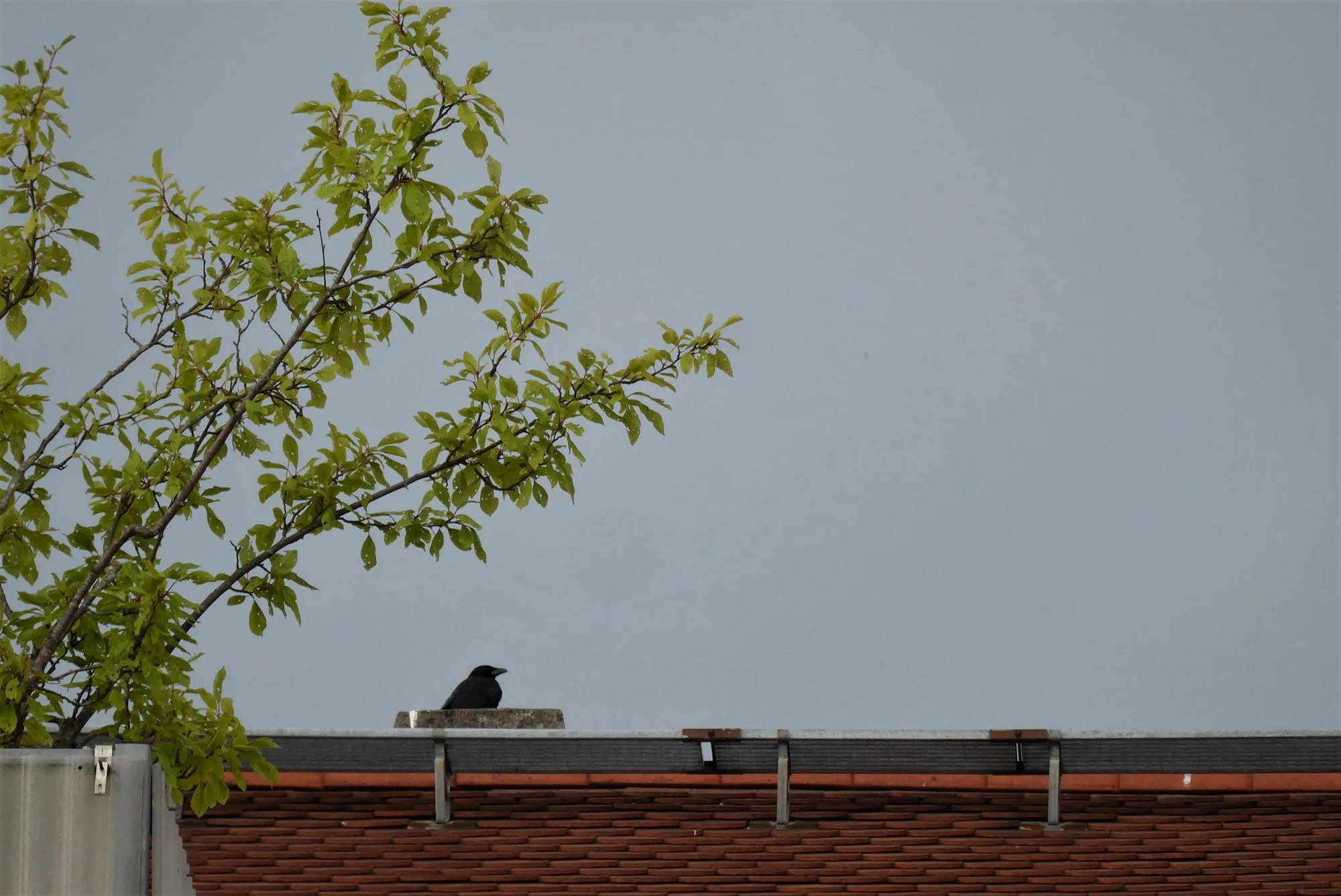 P1180884.webp