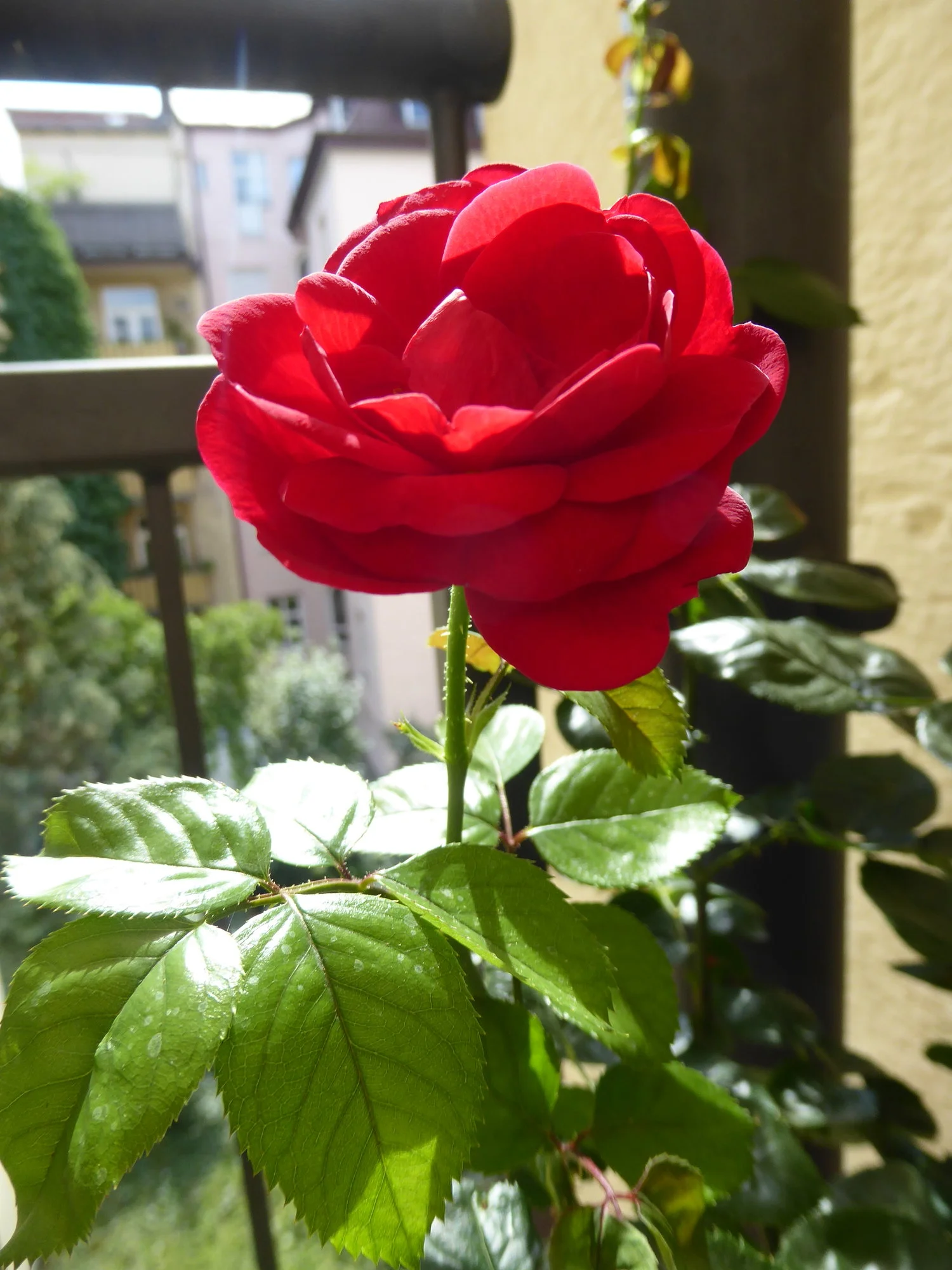 P1180894.webp