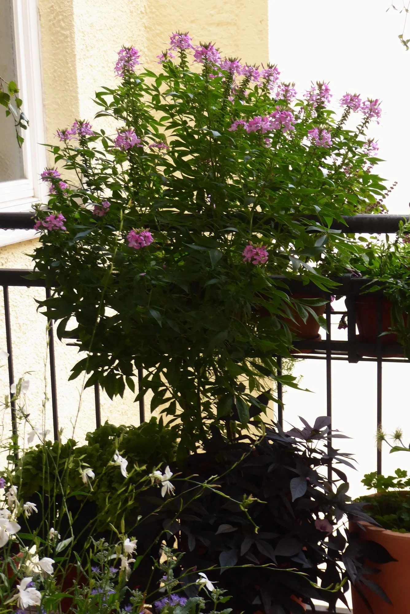 P1180931.webp