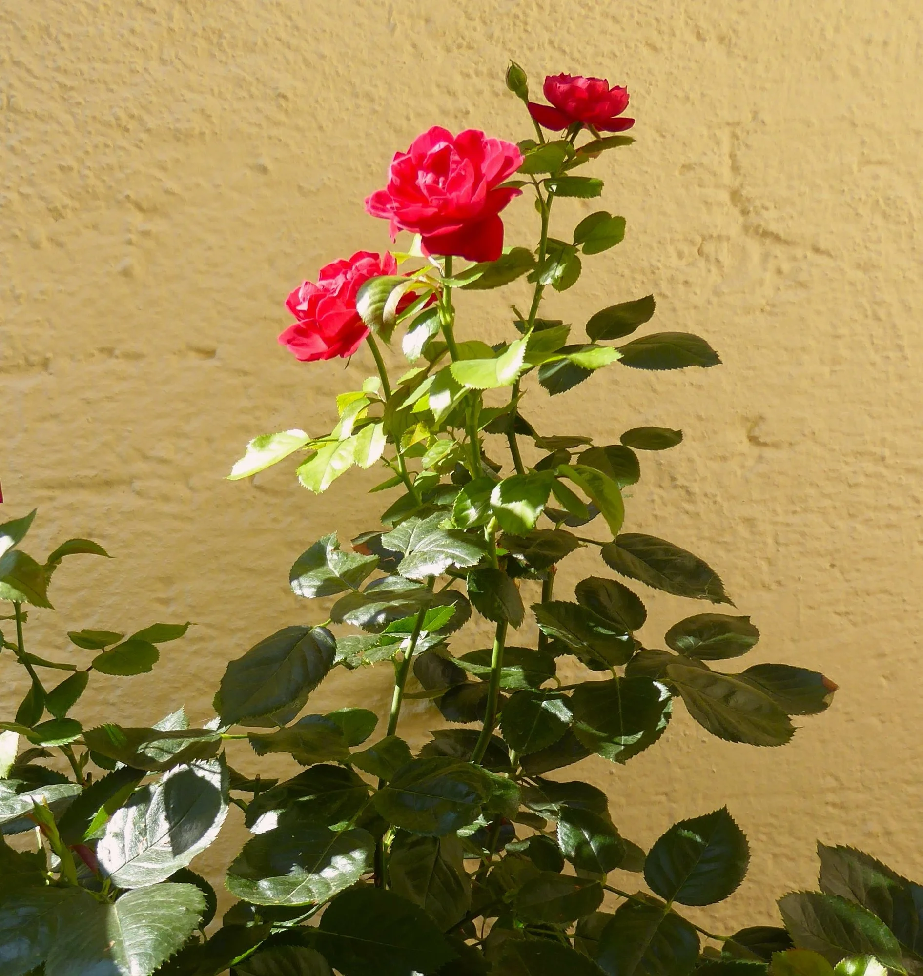 P1190111.webp