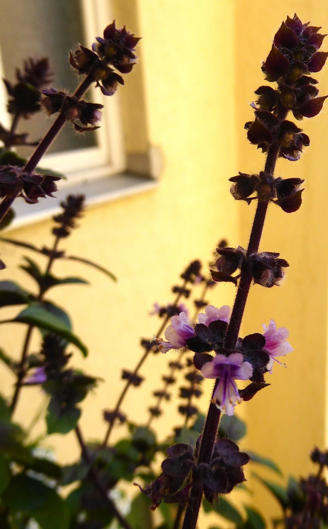 P1190154.JPG
