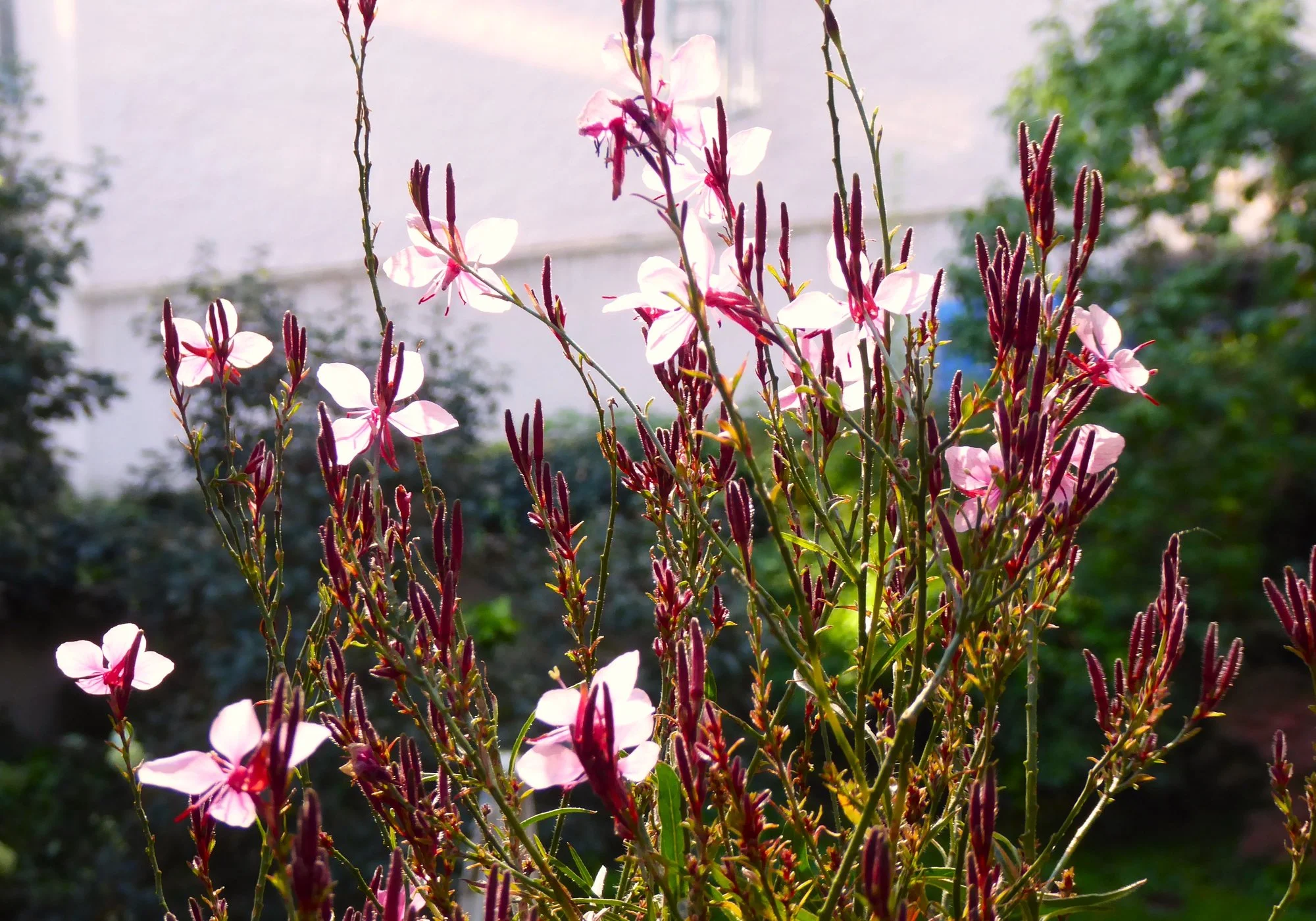 P1190190.webp