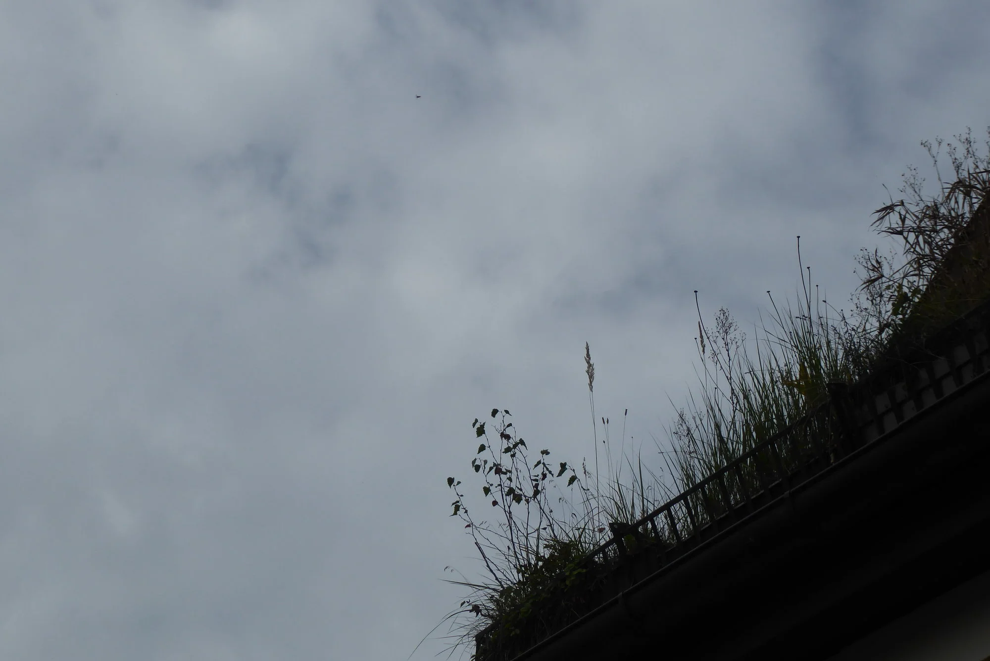 P1190229.webp