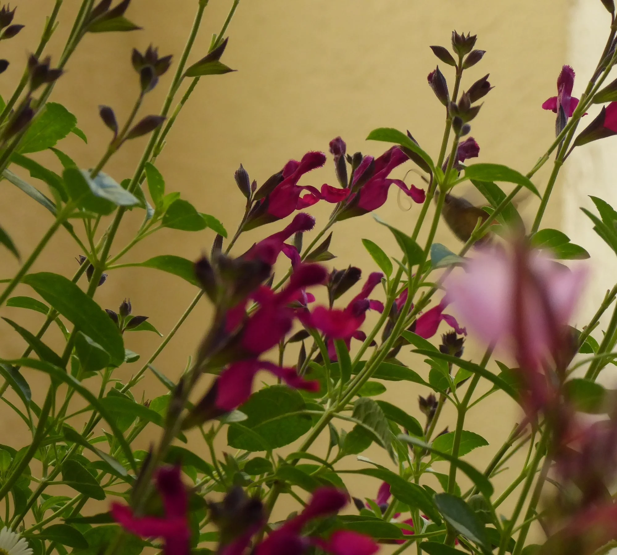 P1190236.webp
