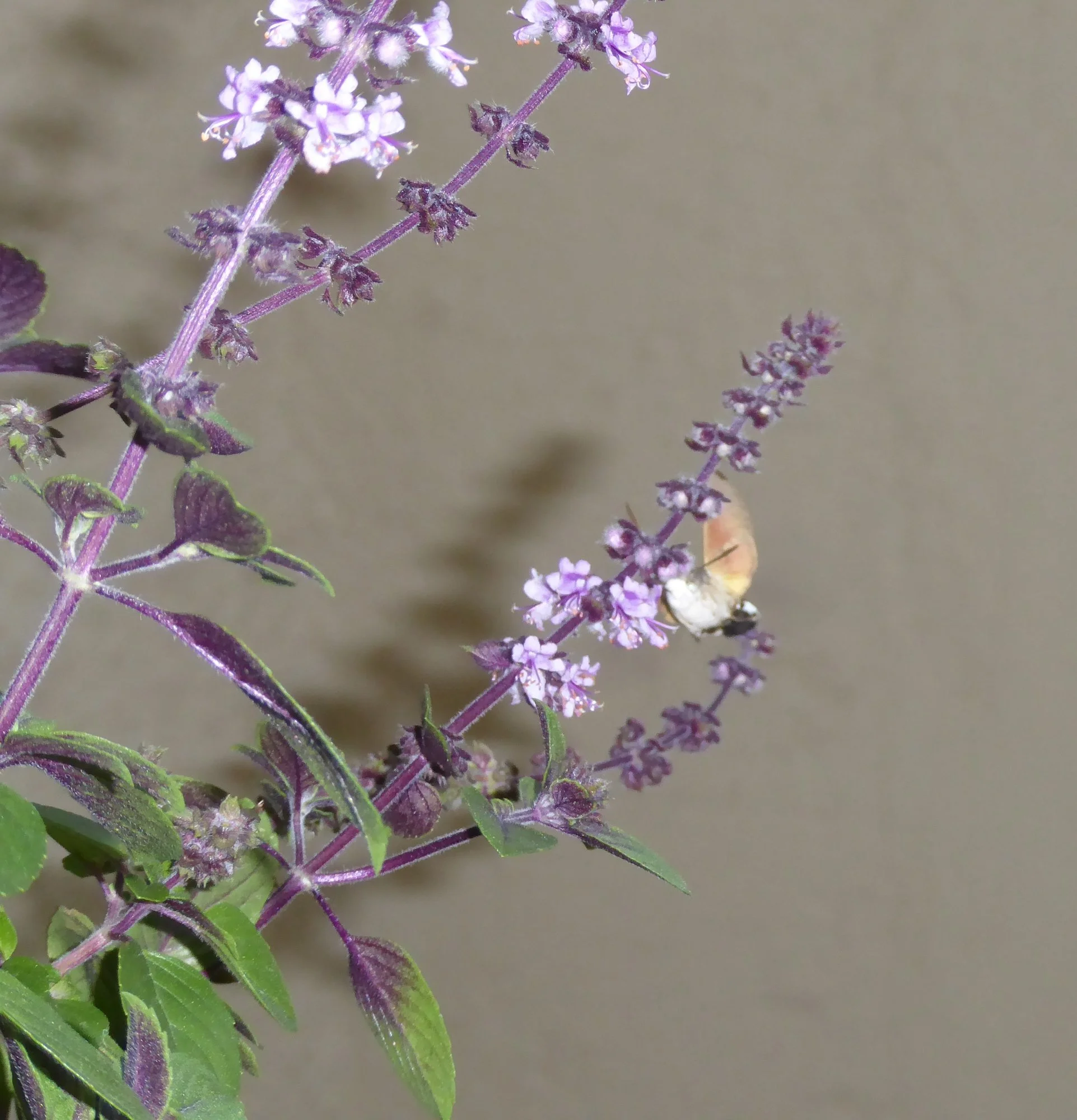P1190239.webp