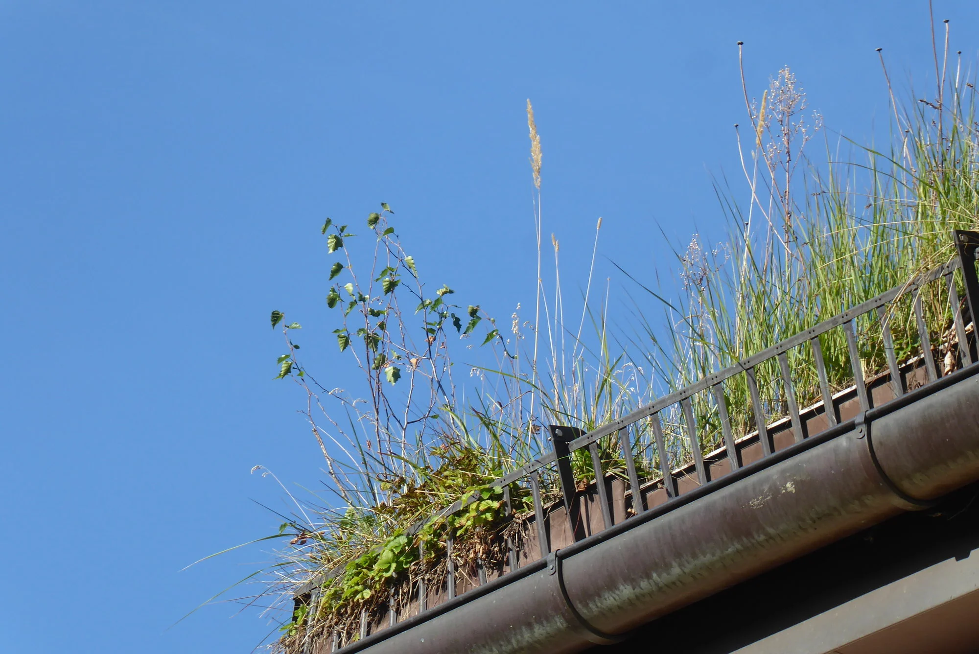 P1190270.webp