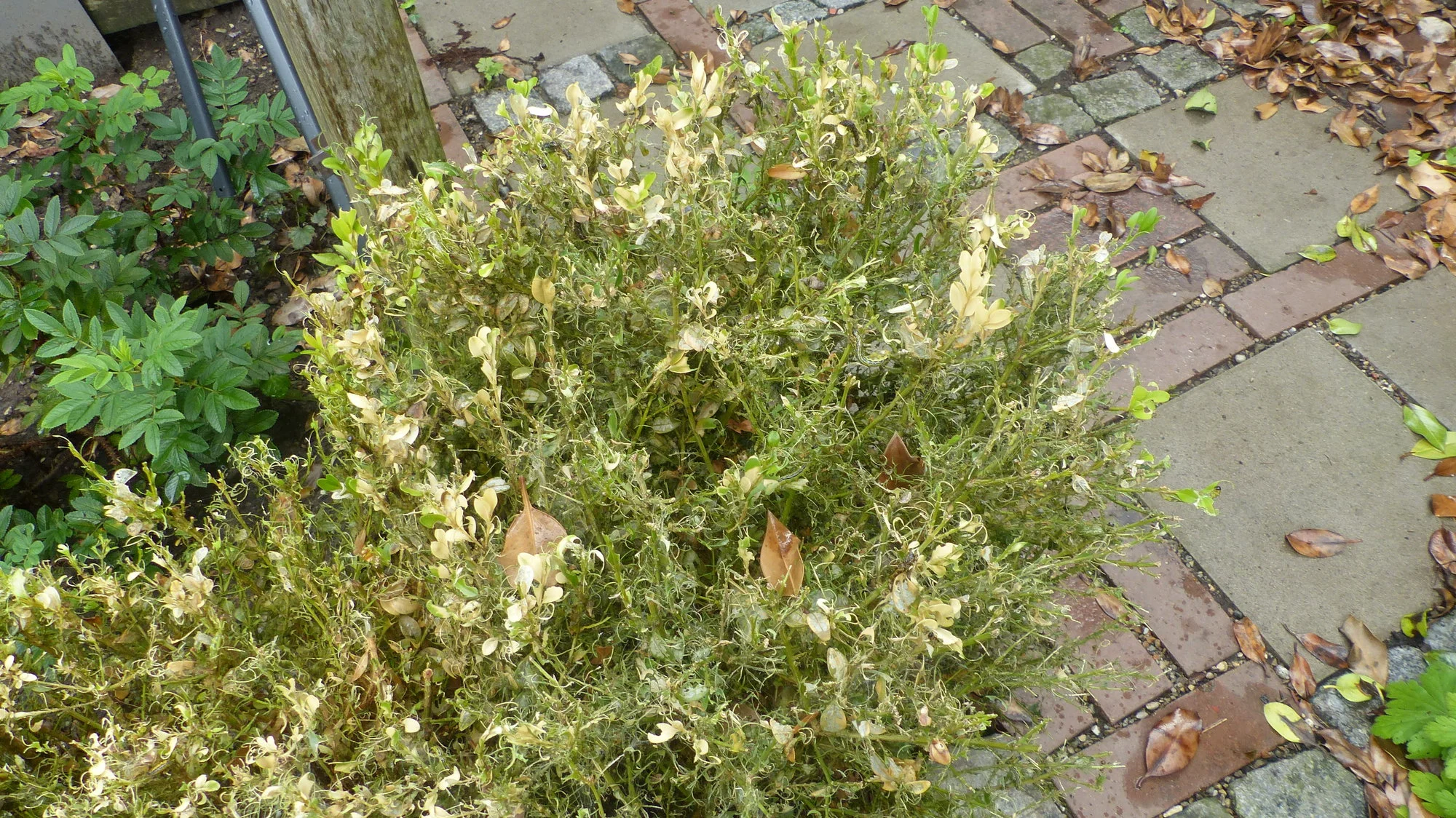 P1190275.webp
