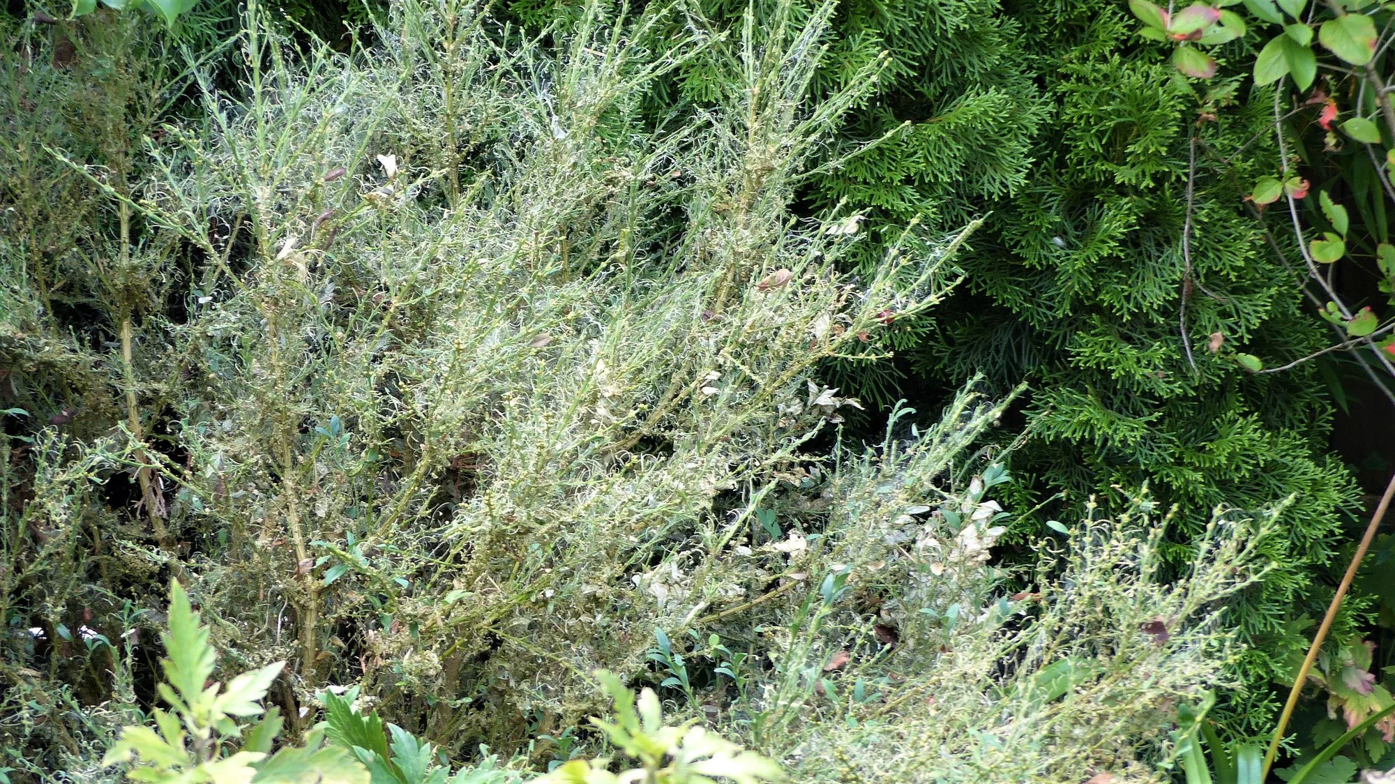 P1190288.webp