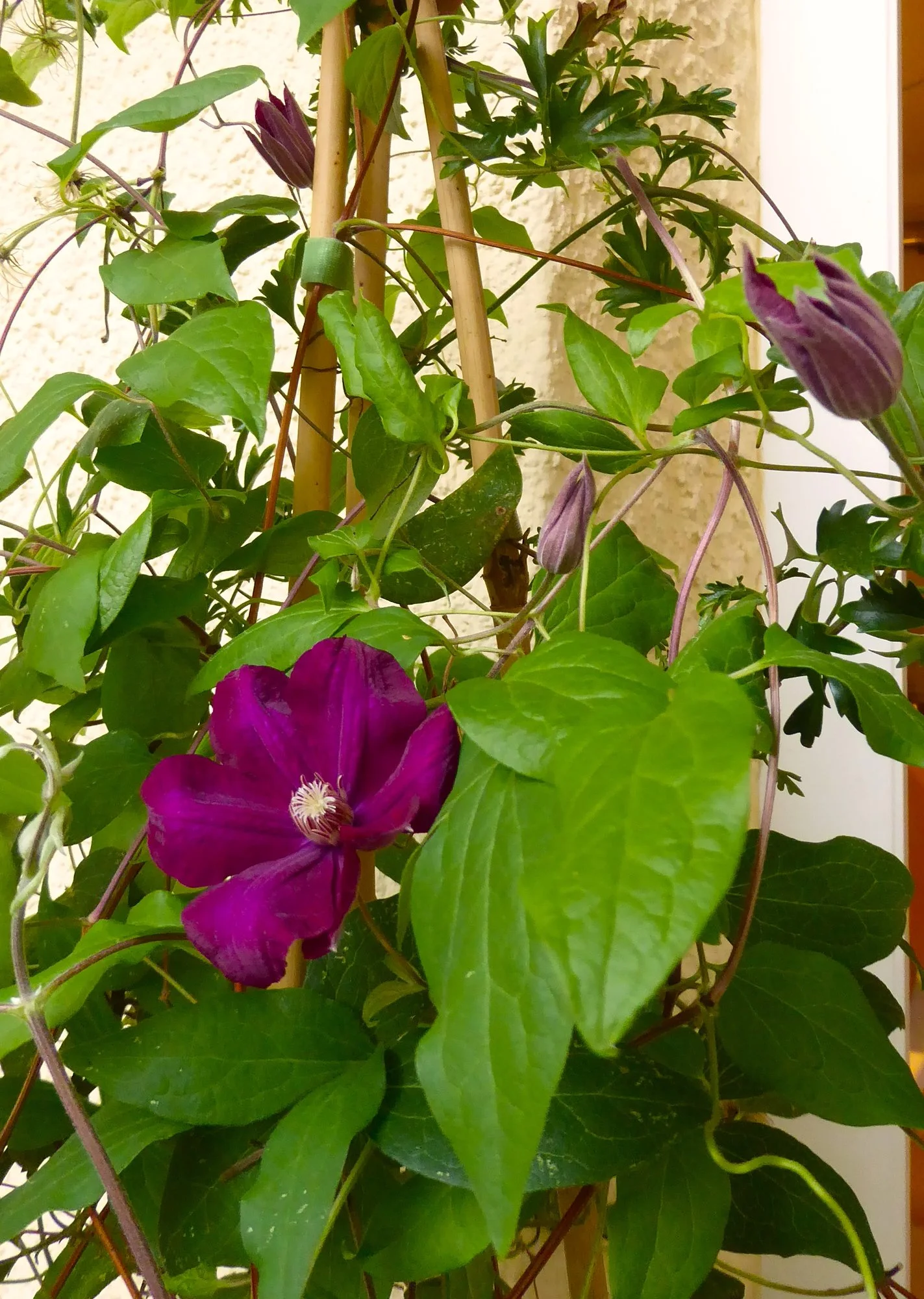 P1190448.webp