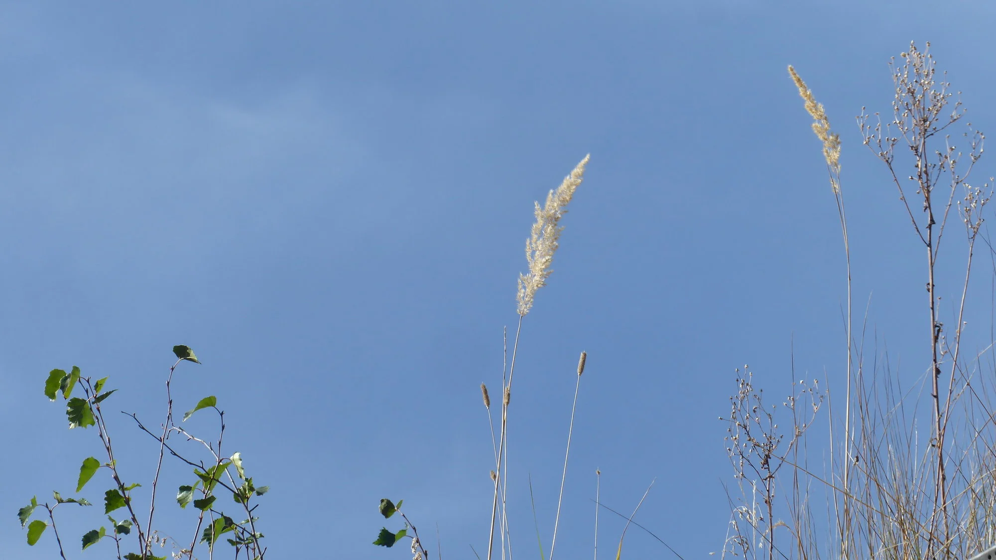 P1190547.webp