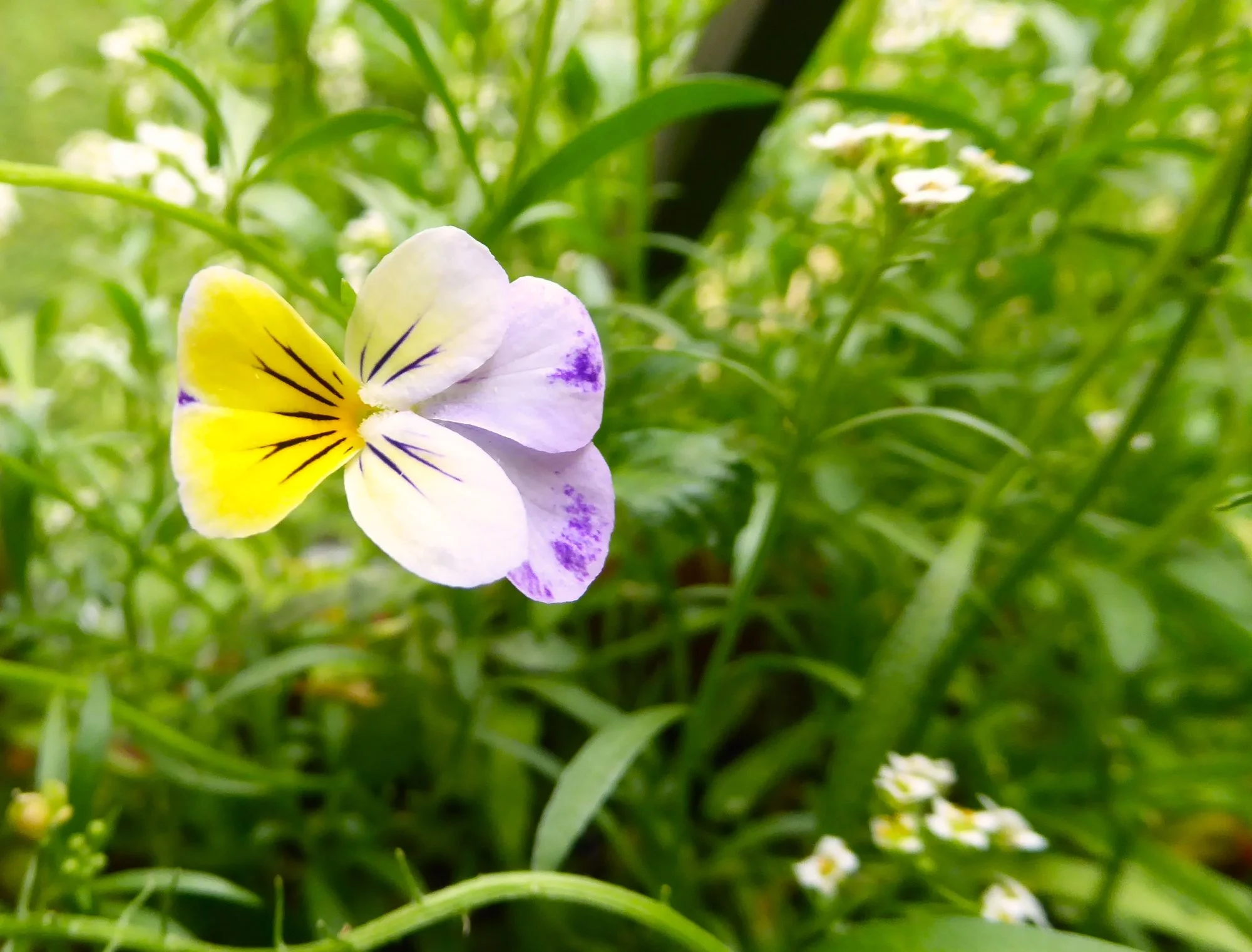 P1190640.webp