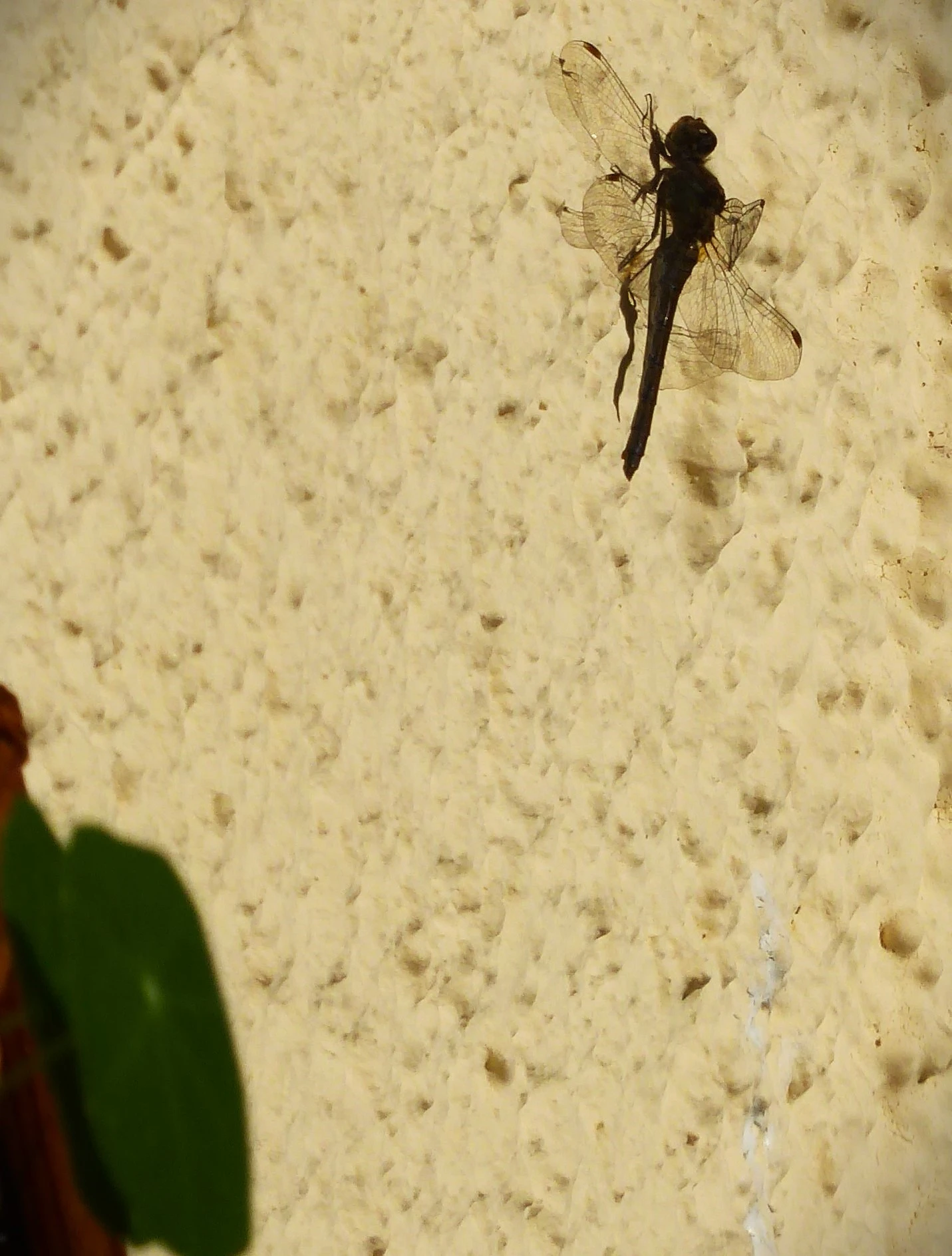P1190769.webp