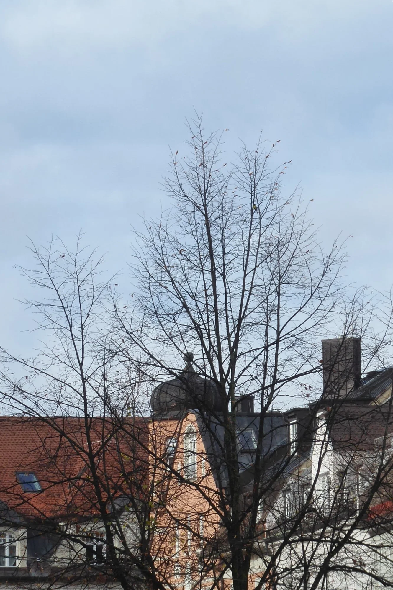 P1200018.webp