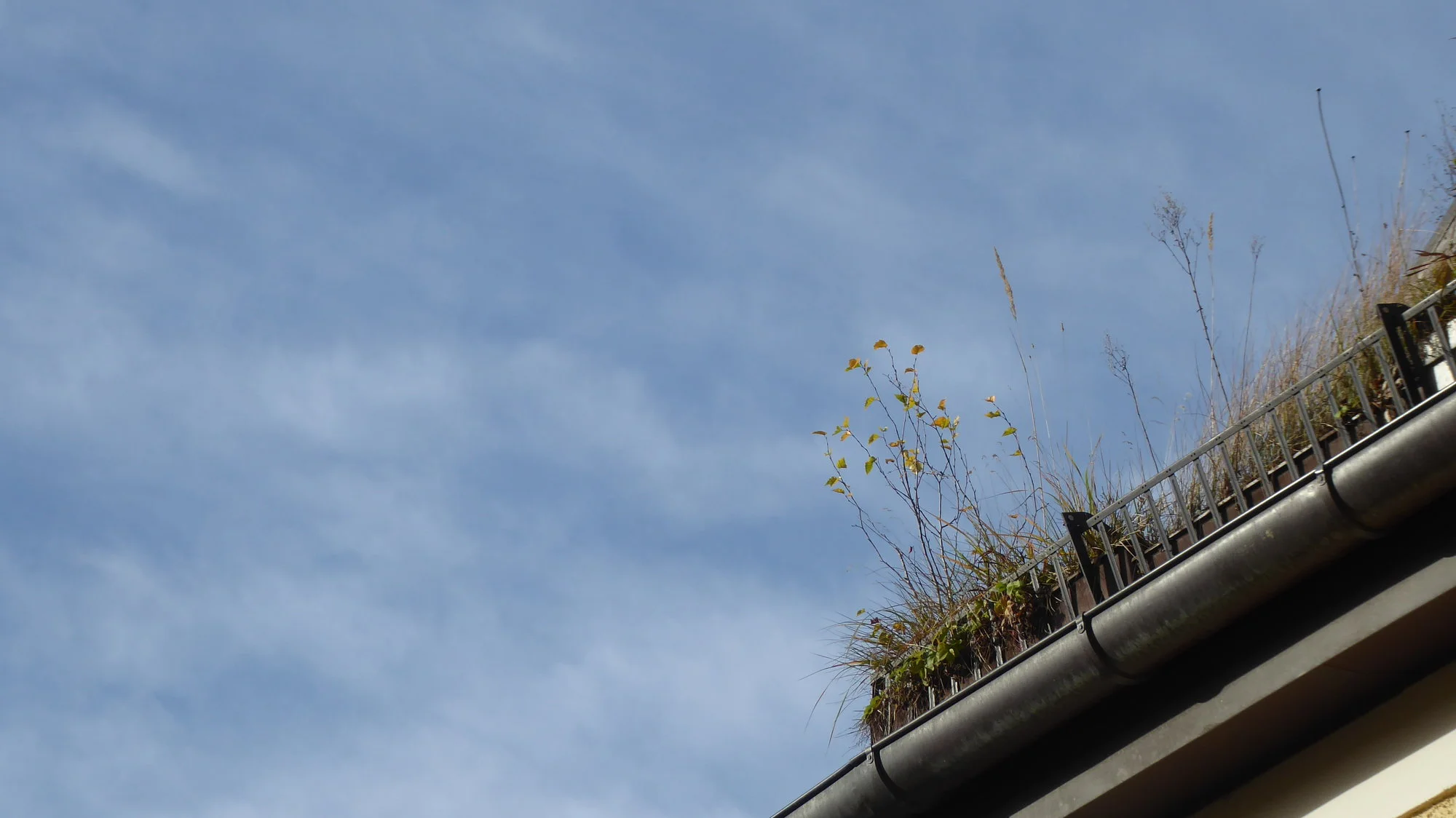 P1200025.webp